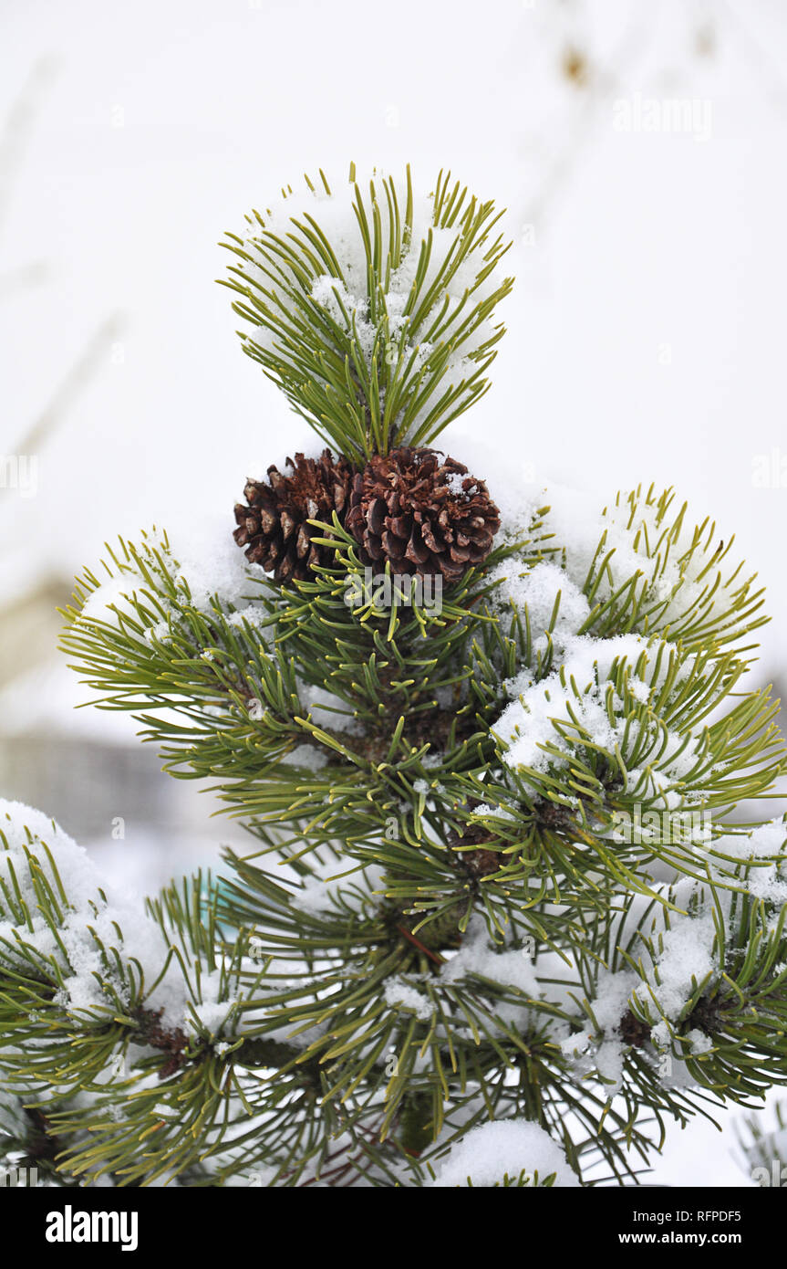 Upright  conifer with fir cones and snow by jziprian Stock Photo