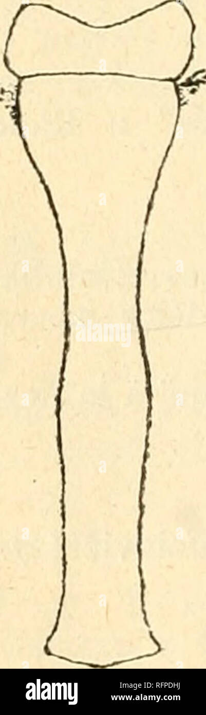 . Casopis CeskoslovenskÃ© spolecnosti entomologickÃ© = Acta Societatis Entomologicae Cechosloveniae. Insects; Entomology. Geranium sanguineum L. 150. Er i o]) h y es g e r a n i i Can., ac. lod. (A.): Koda u Tetina (11. IX. 1920, Dr. Jar. KÃ¼ka). Geranium silvaticum L. 151. Dasyneura sp., ac. kv. (D.) : KotelnÃ- jÃ¡mj- (23. VII. 1918) a LabskÃ½ vodopÃ¡d (27. VIL 1919) v KrkonoÅ¡Ã-ch. â KvÄty jsou naduÅelÃ© a zÅ¯stÃ¡vajÃ- uzavÅenÃ©, jak Jaap i. c. z Bavor popsal. Fleur renflÃ©e et gonflÃ©e. Linum catharticum L. 152. E r i o p h y i d a r u m, ac. kv. (A.), viz H o u a r d Ä. 3841 : Hrabanov u L Stock Photo