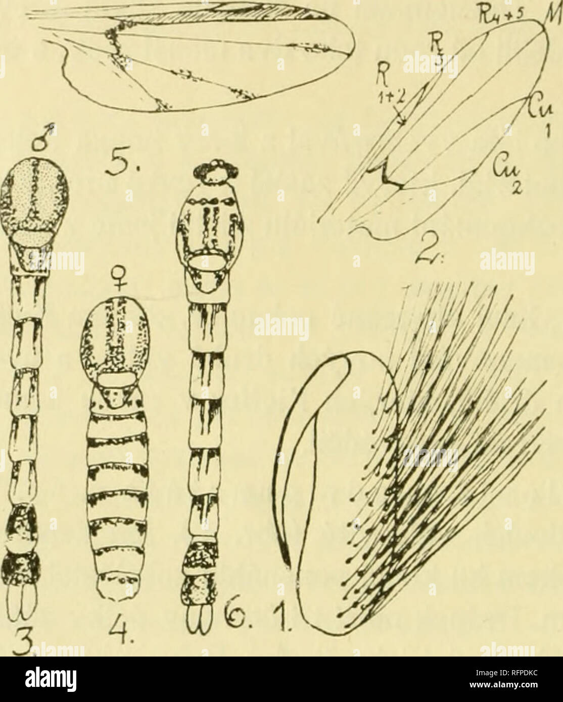 . Casopis Ceské spolecnosti entomologické = Acta Societatis Entomologicae Bohemiae. Insects; Entomology. výin) iná každý kroii/.ok po stranách po jedné hn?dé pudéhié cárko- vité plaincc, od té táhne se rada více mén? splynulých podélných plamek až na plcury a sterility zaJeókn. tvo?íce tmavou obrubu kroužku. Na l.ikrouýjkn zaiie?kii sedí 4 hn?dé teóky; poslední a p?ed- poslední kroužek jsom hn?dé, ale 2 poistraimní plamky p?ece na nich proikinitávají. Hypoipysíiim je žluté (obr. 3.).. Obr. 1.-4: M i c r o p e 1 o p i a q u a d r i p n n c t a t a Wimm. Obr. 5. 6.: M. Scripta Wi/iim. Hn?dý tyka Stock Photo