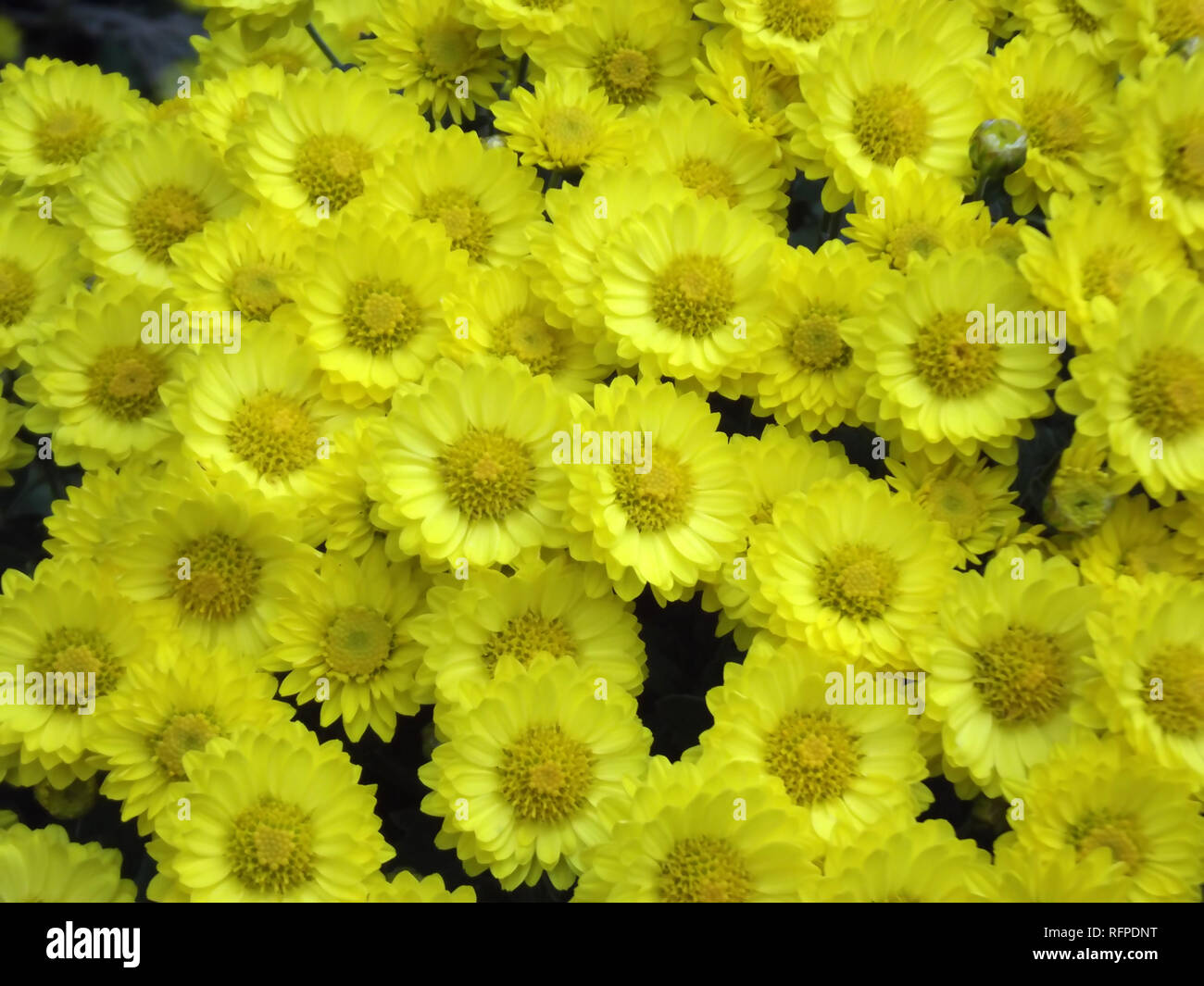 Yellow Chrysanthemum Flowers Background Stock Photo - Alamy
