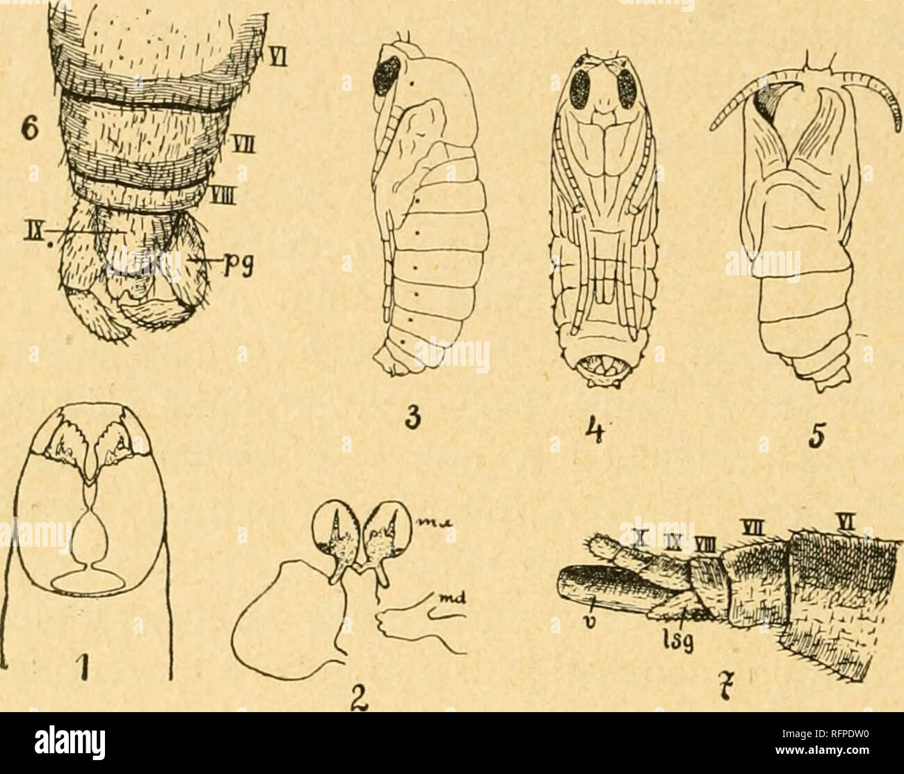 Bogen Insect . Casopis Ceské spolecnosti entomologické = Acta Societatis ...