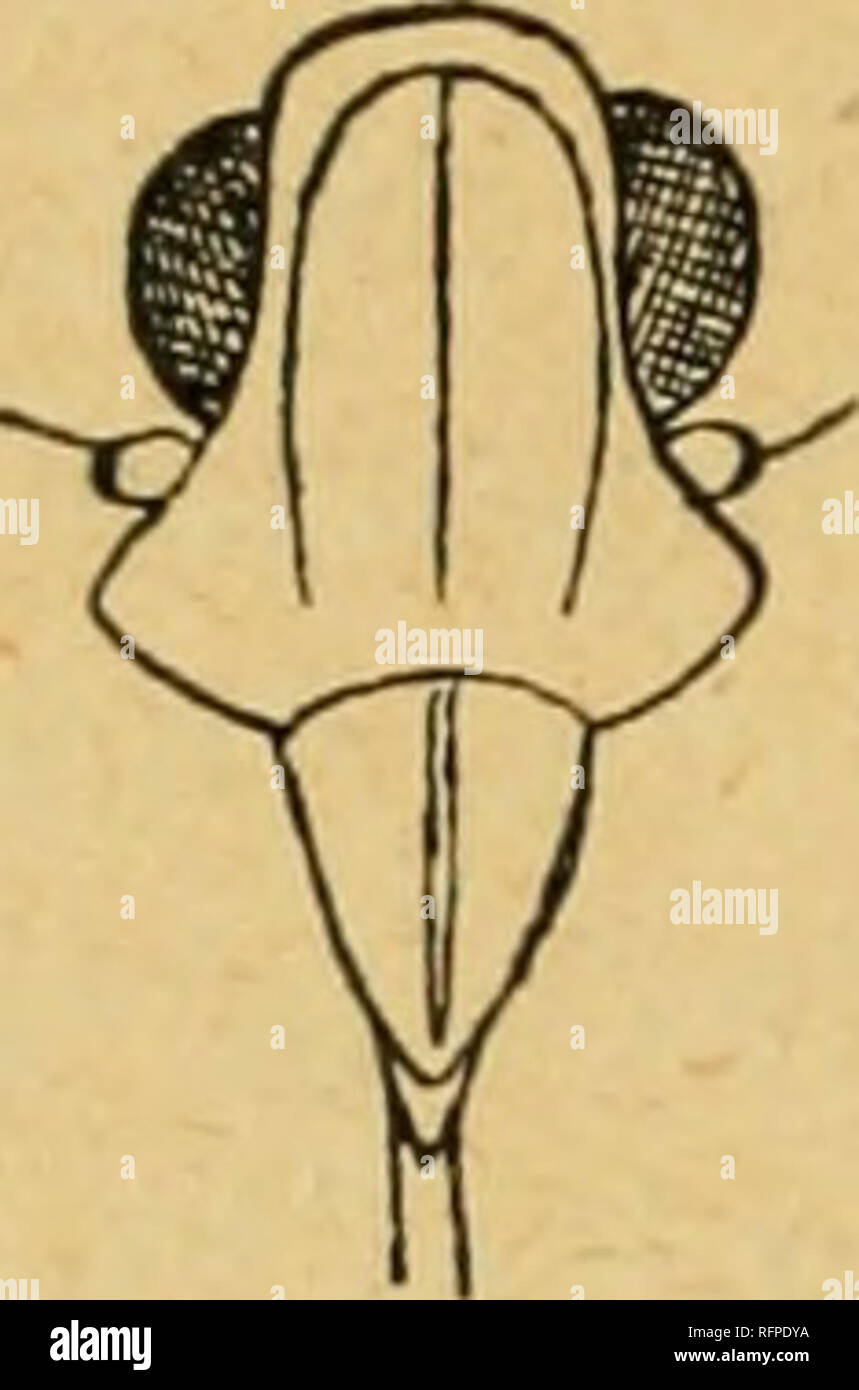 . Casopis Ceské spolecnosti entomologické = Acta Societatis Entomologicae Bohemiae. Insects; Entomology. 5. K a s s e r o t a p ii p i 11 a t a *?/ U. Acarua pupillata kSMI Trans. Eiit. Soc. Lond. ser. 3., I., p. 586 (1863). Pallide sordide sanguiiiea, pedibus tegminibusque obscii- rioribus, his apicem versus fnsco luridis, fascia pallida ibi- dem iiistructis, macula subapicali nigra, ipsa maciila minuta albida notáta, ante maculani illasm ni^griam linea transversa arcuata fusca ornatis; alis infuseatis, apiee obscurioribus. Capnt ante oculos nonnihil prominens, vertice oculo transverso plus d Stock Photo