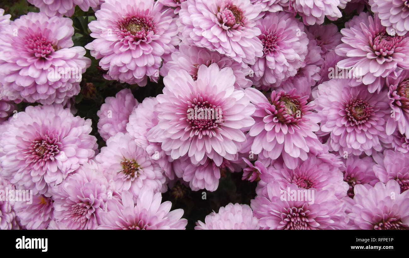 Beautiful Pink Chrysanthemum Flowers Background Stock Photo - Alamy