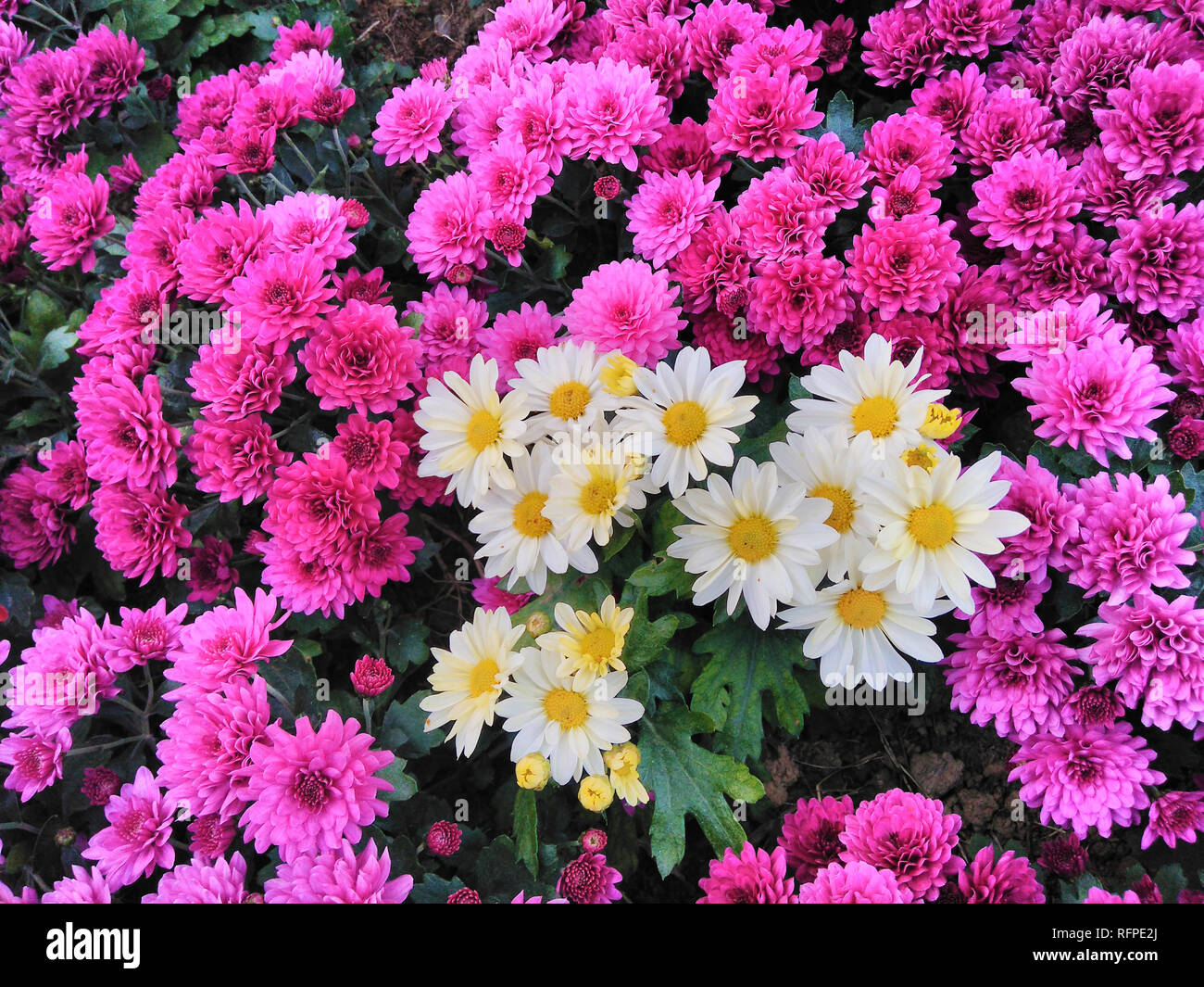 Mixed Purple Chrysanthemum White Daisy Flowers Background Stock Photo