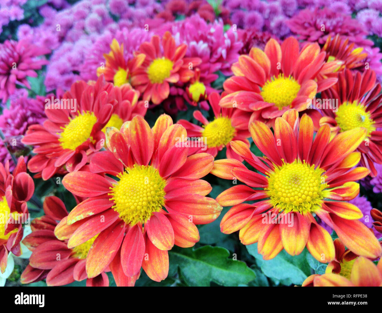 Red Chrysanthemum Flowers Background Stock Photo - Alamy
