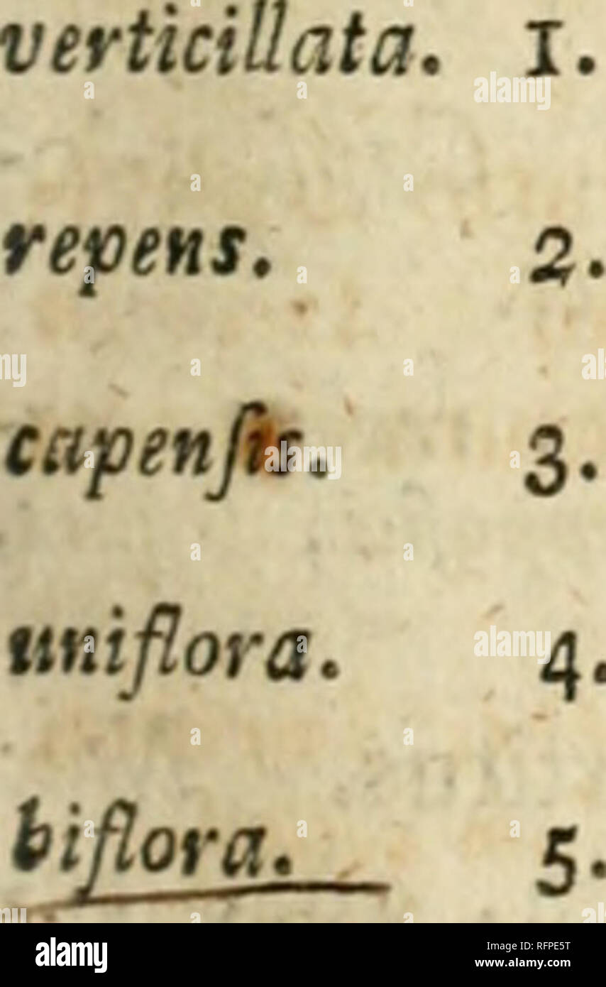. Caroli a Linné eqvitis Systema vegetabilivm : secvndvm classes ordines genera species cvm characteribvs et differentiis. Botany. TETRANDRIA. MONOGYNIA. Ludwigia. l6l 153. LUDWIGIA. Cor. tetrapetala. Gi/. 4-partitii';, fu- 173. perus. Capf, 4-gona, 4-locu- laris, infera, polyfperma. alternifoUa. I. L. foHis alternis lanceolatis, caiile erefto. Trew Eliret. 2. t. 2. Flores laterates, axiHares, Jb- litarii. Capfulae ctthicae, catyce minnres. oppofitifolia, 2. L. fol. oppoiiris lanceolatis, caule difrufo. Fl. zeyl. 66. {exclufo Rlieedi nomine) Ludwigia perennis. 5&quot;^. pla»t. 1^3. erigata. 3. Stock Photo