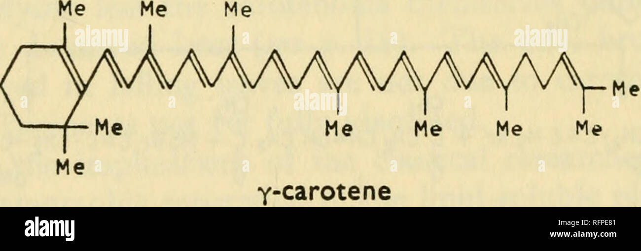 Cuscuta major hires stock photography and images Alamy