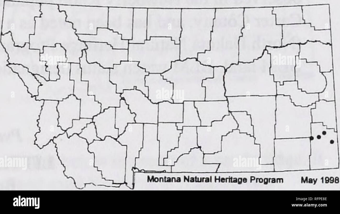 . Botanical and vegetation survey of Carter County, Montana, Bureau of Land Management-administered lands . Botany; Rare plants. indicates that it may have 3 ovules per locule. This broad interpretation does not agree with the most recent treatment by RoUins (1993) which recognizes these taxa as separate, or the earlier taxonomic research of Mulligan (1967). We recognize these treatments in which P. brassicoides is endemic to the Great Plains. Physaha brassicoides . Rydberg Doubis Twinpod Montana distribution: Dom (1984) listed Physaria brassicoides as &quot;expected&quot; in southeast Montana Stock Photo