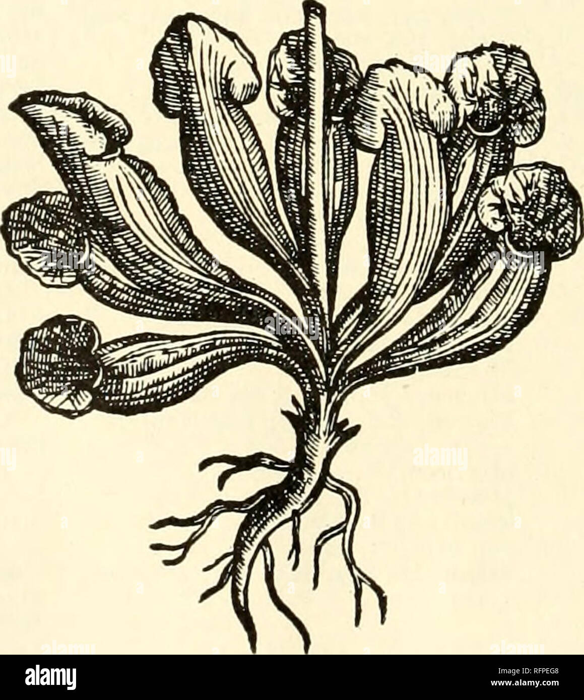 . The carnivorous plants, by Francis Ernest Lloyd ... Carnivorous plants. Index of — 352 Personal Names Stapf, O., 226, 232, 233, 260, 270 Steckbeck, D. W., 19, 39 Stedman, H., 98 Stein, B., 201, 212 Stephens, E. L., 116, 168, 195, 213, 254, 270 Stern, 52, 53, 55, 56, 61, 62, 65, 68, 71, 74. 75, 80, 206, 212, pi. 7 Storer, T. I., 6 Stutzer, M. J., 160, 168, 265, 270 9, 10, II, 12, 13, Tait, W. C, 99 Tate, G. H. H., pi. I Tate, L,, 70, 8c, 88, 89, 159, 168 Taylor, pi. 32 Temminck, C. J., 80 Teruuchi, 71, 79 Thienemann, A., 77, 78, 80 Thompson, G. M., 270 Thomson, R. B., 132 Thomson, T., 195. 21 Stock Photo