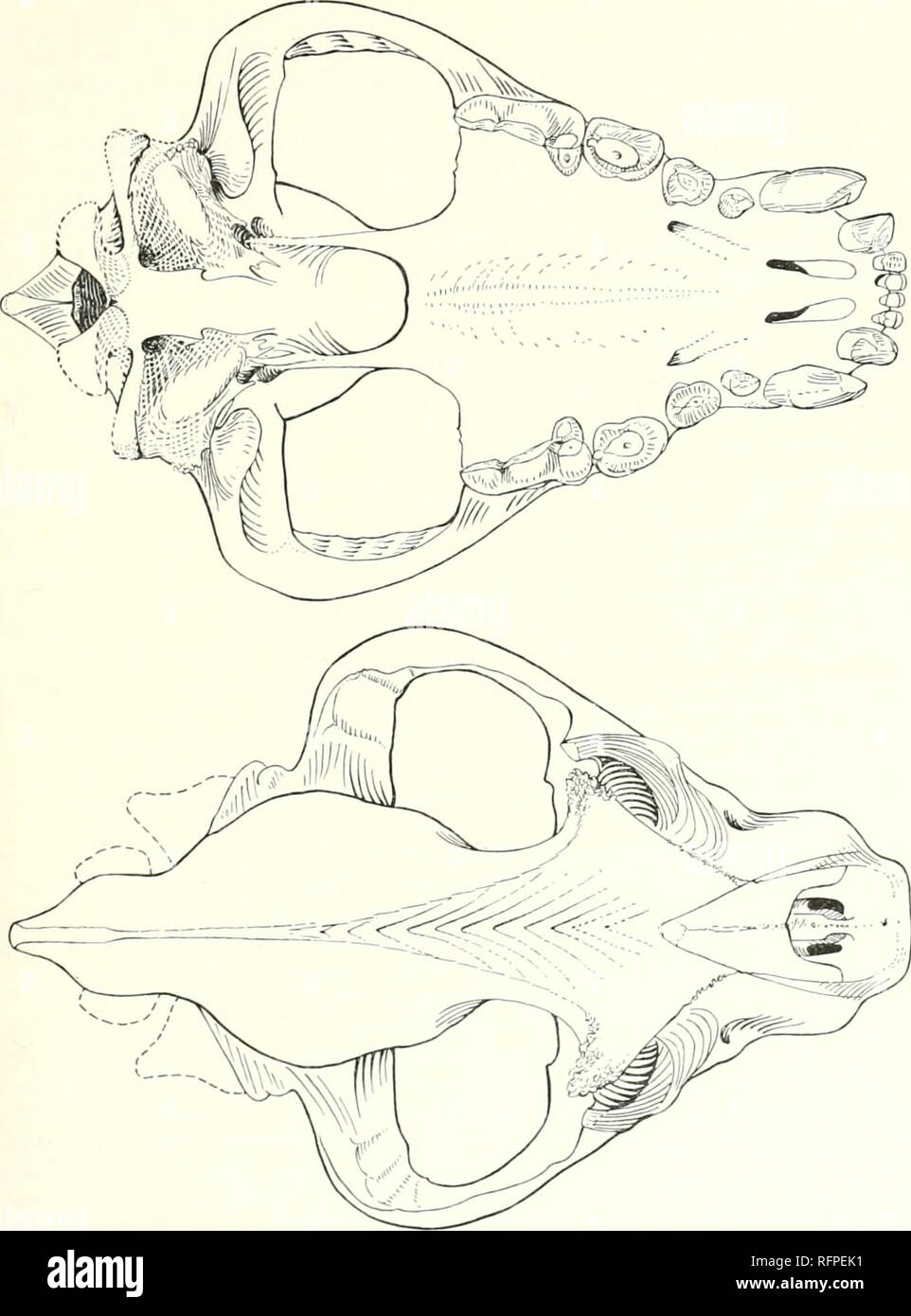 . The carnivores of West Africa. CROCUTA 359. Fig. 50. Crocuta crocuta: skull, B.M. No. 59-272, 2, (missing posterior detail filled in from B.M. No. 61.41, sex?), x I; palatal &amp; dorsal views. Please note that these images are extracted from scanned page images that may have been digitally enhanced for readability - coloration and appearance of these illustrations may not perfectly resemble the original work.. Rosevear, Donovan Reginald, 1900-1986; British Museum (Natural History). Department of Zoology. [Mammals]. London : Trustees of the British Museum (Natural History) Stock Photo