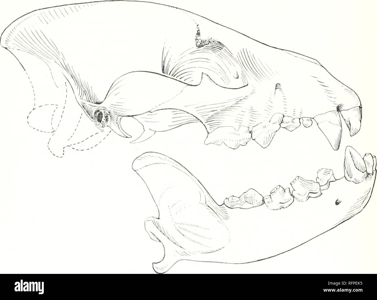 Sagittal Crest High Resolution Stock Photography and Images Alamy