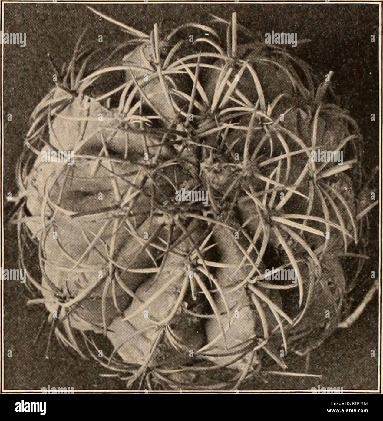 . Carnegie Institution of Washington publication. . Fig. 248.—Cactus zehntneri. Fig. 249.—Cactus sp. 18. Cactus neryi (Schumann). Melocactus neryi Schumann, Monatsschr. Kakteenk. 11: 168. 1901. More or less depressed, 10 to 11 cm. high, 13 to 14 cm. in diameter, crowned by a small cephalium a little broader than high; ribs 10, broad and low; radial spines 7 to 9, terete, spreading outward, 2.5 cm. long; flowers 2.2 cm. long; stigmadobes greenish; fruit clavate, red. Type locality: Araca-Fluss, Brazil. Distribution: State of Amazonas, Brazil. The plant is known to us only from description and i Stock Photo