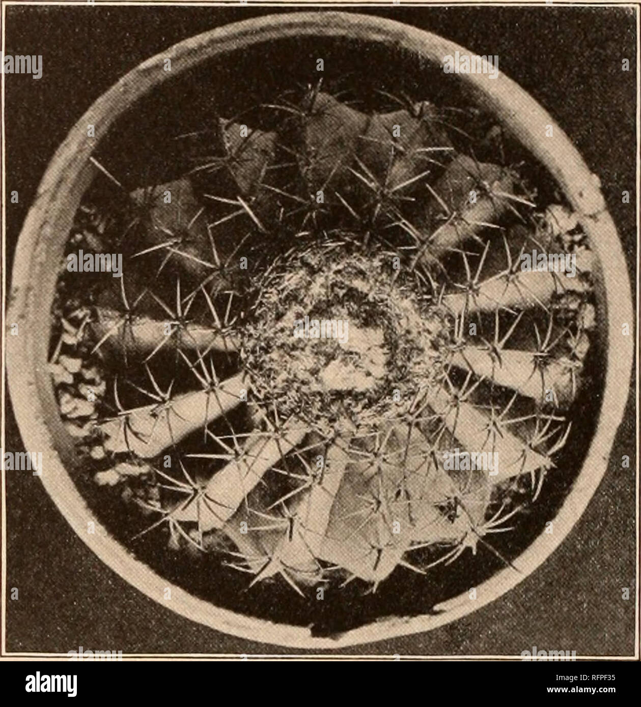 . Carnegie Institution of Washington publication. CACTUS. 235 very common and will doubtless be obtained from other localities. It grows on the tops of nearly barren hills and is very different from Cactus zehntneri, from northern Bahia. 16. Cactus melocactoides Hoffmannsegg, Verz. Pfl. Nachtr. 3: 24. 1826. Melocaclus melocactoides De Candolle, Prodr. 3: 461. 1828. Melocactus violaceus Pfeiffer, Allg. Gartenz. 3: 313. 1835. Melocaclus goniodacantkus Lemaire, Cact. Aliq. Nov. 11. 1838. Melocactus pentacentrus Lemaire, Cact. Gen. Nov. Sp. 108. 1839. Melocactus depressus Hooker in Curtis's Bot. M Stock Photo