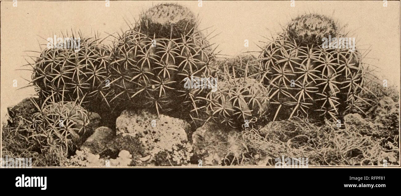 . Carnegie Institution of Washington publication. CACTUS. 229 30 to 40 centimeters when full grown. The eephalium has a diameter of about 8 cm. and a height of 3 inches and is formed by clusters of short spines strongly set together and which are of a reddish hue. In the middle of the clusters beautiful flowers sprout out and are followed by purplish fruit that give the whole plant a fair and elegant aspect. This Melocactus is found in the fissures of lofty, perpen- dicular mountain passes, but in very limited numbers, and in a region not exceeding a square mile in extent. Therefore it is impo Stock Photo