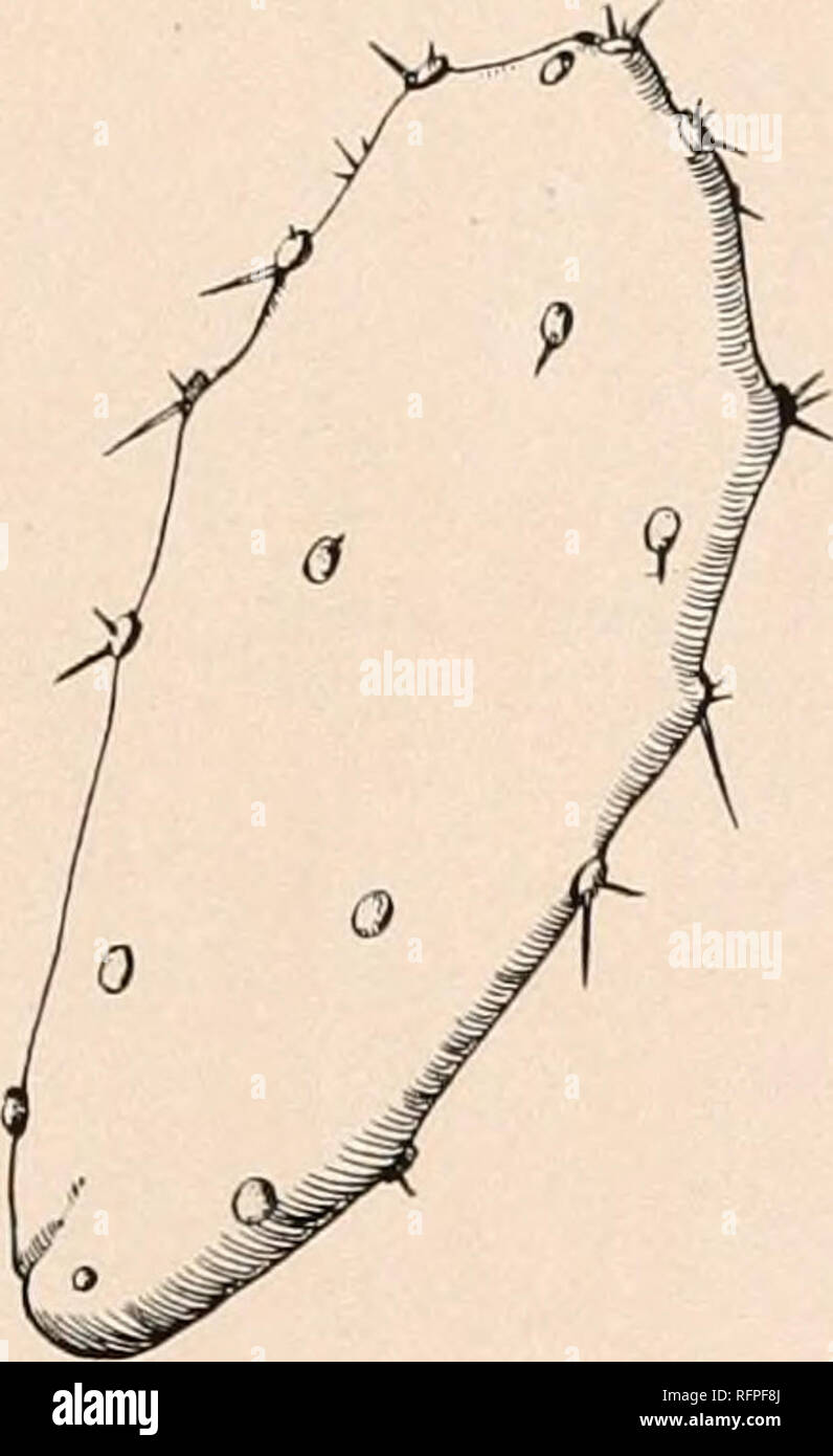 . Carnegie Institution of Washington publication. OPUNTIA. 157 O. vulgaris was one of those most commonly used in the nopalries of India and South Africa in the cochineal industry. We have referred both of Roxburgh's species here, although Burkill was inclined to refer Cactus chinensis to 0. dccumana, which in his sense is O. ficus-indica. Opuntia monacantha varicgata (listed in Cat. Darrah Succ. Manchester 57. 1908) is common in cultivation. Some of the joints are normally green; others are more or less blotched with white or yellow, while others may be entirely white or yellow; the leaves ar Stock Photo