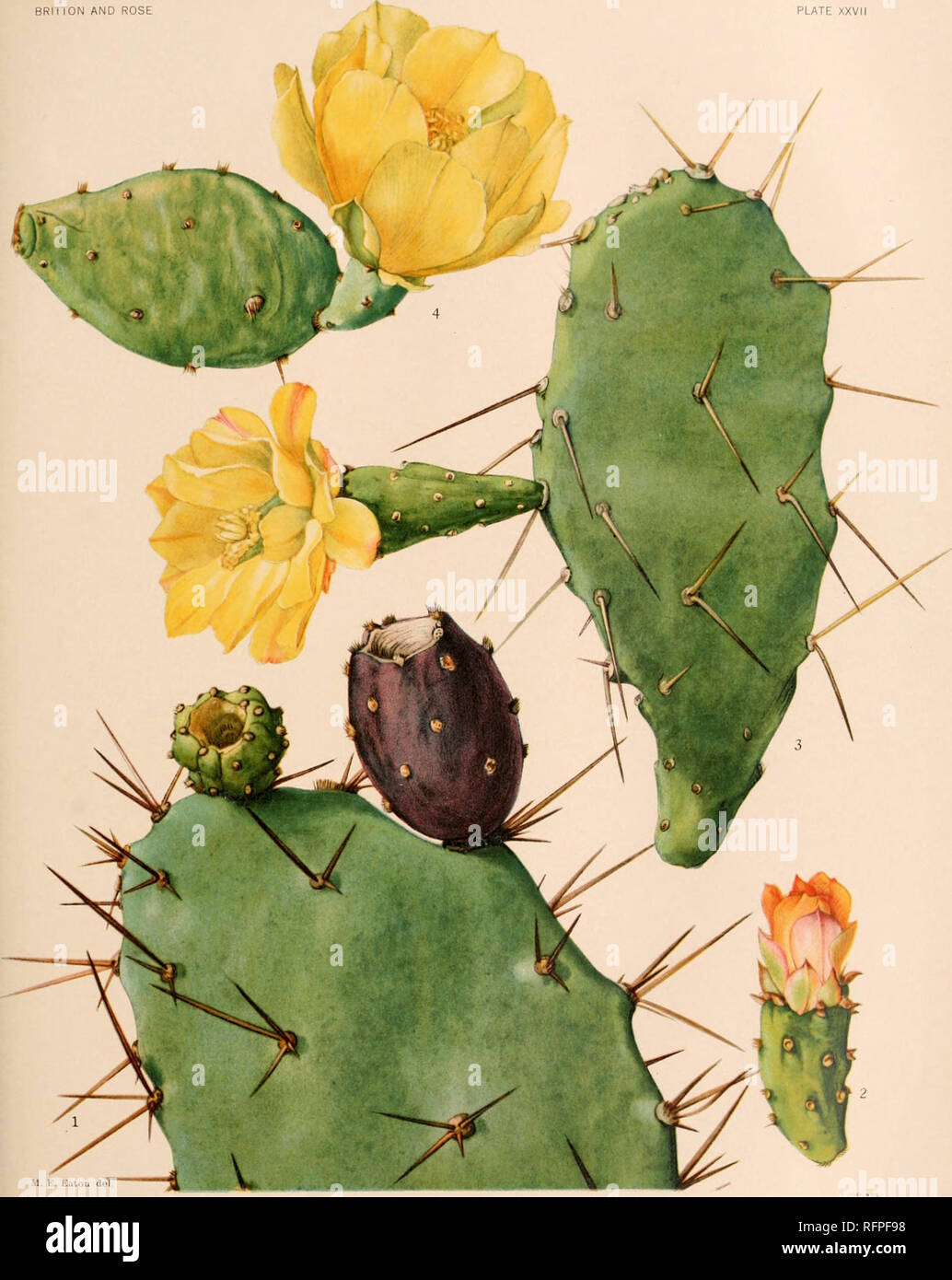 . Carnegie Institution of Washington publication. BRITTON AND ROSE PLATE XXVII. M. I- Kuton deT 1. Upper part of fruiting joint of Opuntia sfluimaniiii. 3. Flowering joint of Opuntia vulgaris. 2. Flower of Opuntia schumannii. 4. Flowering joint of Opuntia stricta. (All natural size.). Please note that these images are extracted from scanned page images that may have been digitally enhanced for readability - coloration and appearance of these illustrations may not perfectly resemble the original work.. Carnegie Institution of Washington. Washington, Carnegie Institution of Washington Stock Photo