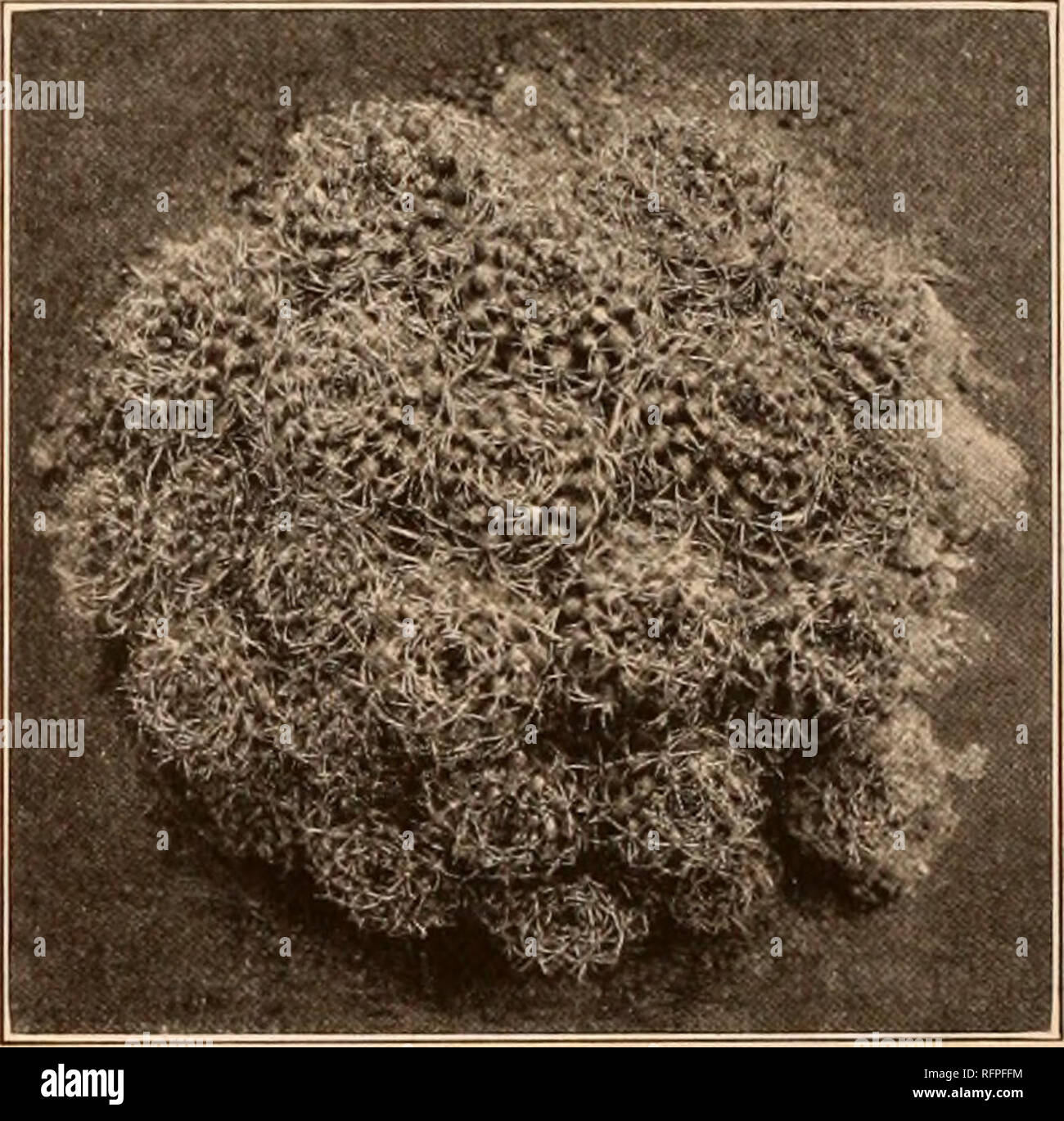 . Carnegie Institution of Washington publication. PRAILEA. 209 Key to Species. Stems cylindrie, usually simple 1. F. gracillima Stems globular, more or less eespitose. Seeds puberulent 2. F. grahliana Seeds smooth. Ribs more distinct than in the other species 3. F. pumila Ribs very indistinct. Radial spines 12 to 14 4. F. schilinzkyana Radial spines 5 to 9. Plants usually simple; fruit red 5. F. cataphracta Plants eespitose; fruit black 6. F. pygmaea .,..,.•.• (7. F. caespitosa Uncertain relationship • ^ p knippeliana 1. Frailea gracillima (Lemaire). Echinocactus gracillimus Monville in Lemair Stock Photo