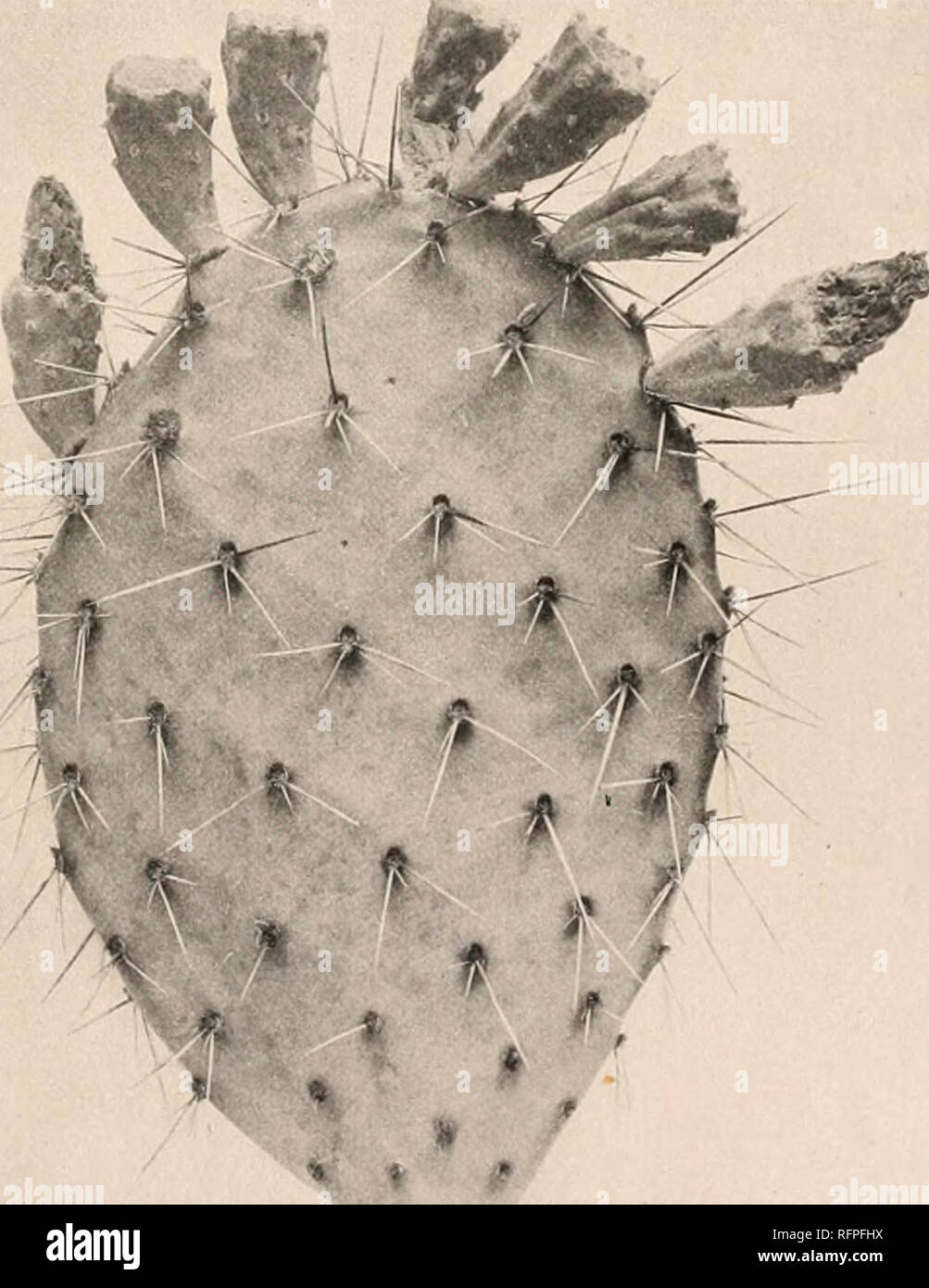 . Carnegie Institution of Washington publication. FIG. 183.—Opuntia covillei. Xo-4- Type locality: On the Mojave, west California. Distribution: Known only from the type locality. The fragmentary type speci- men has been examined; we have been unable to refer any other specimens to this species, which is thus very imperfectly under- stood. Illustration: Pac. R. Rep. 4: pi. 9, f. 6 to 8. 147. Opuntia covillei Britton and Rose, Smiths. Misc. Coll. 50: 532. 1908. Opunlia megacarpa Griffiths. Rep. Mo. Bot. Card. 20: 91. 1909. Opuntia ntgosa Griffiths, Proc. Biol. Soc. Washington 27: 27. 1914. Bush Stock Photo