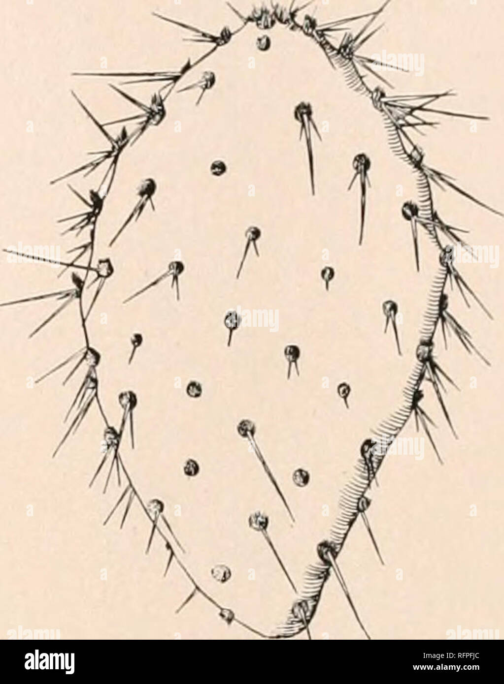 . Carnegie Institution of Washington publication. OPUNTIA. 145 back from the Southwest by W. H. Emory. They can never be critically identified, but are probably of this relationship. Illustrations: Engler and Prantl, Pflanzenfam. 36a: f. 57, C; Forster, Handb. Cact. ed. 2. f. 141; Illustr. Fl. 2: f. 2530; ed. 2. 2: f. 2989; Pac. R. Rep. 4: pi. 9, f. i to 5; pi. 22, f. 12 to 15; Wiener Illustr. Gartenz. 10: f. 115, all as Opuntia caiihiucliica; N. Mex. Agr. Exp. Sta. Bull. 78: pi. [7], as Opuntia chihuahuensis; Contr. U. S. Nat. Herb. 12: pi. 55, as Opuntia blakeana; Cact. Mex. Bound, pi. 75, f Stock Photo