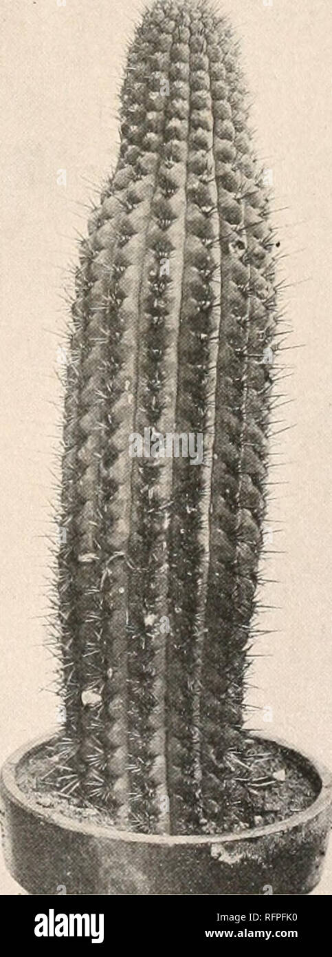 . Carnegie Institution of Washington publication. . FIG. 198.—Trichocereus chiloensis. FIG. 199.—Trichocereus chiloensis. * Cereus pepinianus was described by Salm-Dyck in 1845 (Allg. Gartenz. 13: 354. 1845) who there credits the name to Lemaire. Lemaire evidently had reported the name under some other genus, for in 1850 (Salm-Dyck, Cact. Hort. Dyck. 1849. 44, 197) Salm-Dyck redescribed the species, crediting himself with the name and citing &quot; Echinocactus pepinianus Cat. Cels&quot; as synonym. The name Echinocactus pepinianus Lemaire occurs first in 1846 (Forster, Handb. Cact. 347), but  Stock Photo
