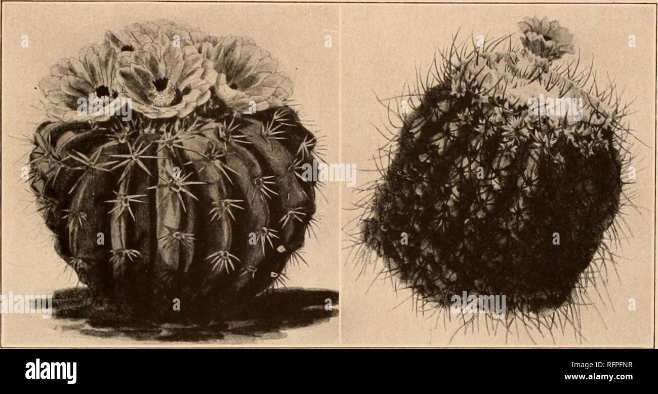 . Carnegie Institution of Washington publication. MALACOCARPUS. 199 Echinocactus terscheckii Reichenbach (Terscheck, Suppl. 3; also Walpers, Repert. Bot. 2: 315- 1843)- Echinocactus rosaceus (Otto, Allg. Gartenz. 1: 364. 1833), E. acutangulus Zuccarini (Pfeiffer, Enum. Cact. 55. 1837), and E. conquades (Forster, Handb. Cact. 338. 1846) have usually been referred to Echinocactus corynodes but were never described. Echinocactus erinaceus elatior Monville (Salm-Dyck, Cact. Hort. Dyck. 1844. 1845), without description, must be referred here. Illustrations: Schumann, Gesamtb. Kakteen f. 50; Schelle Stock Photo