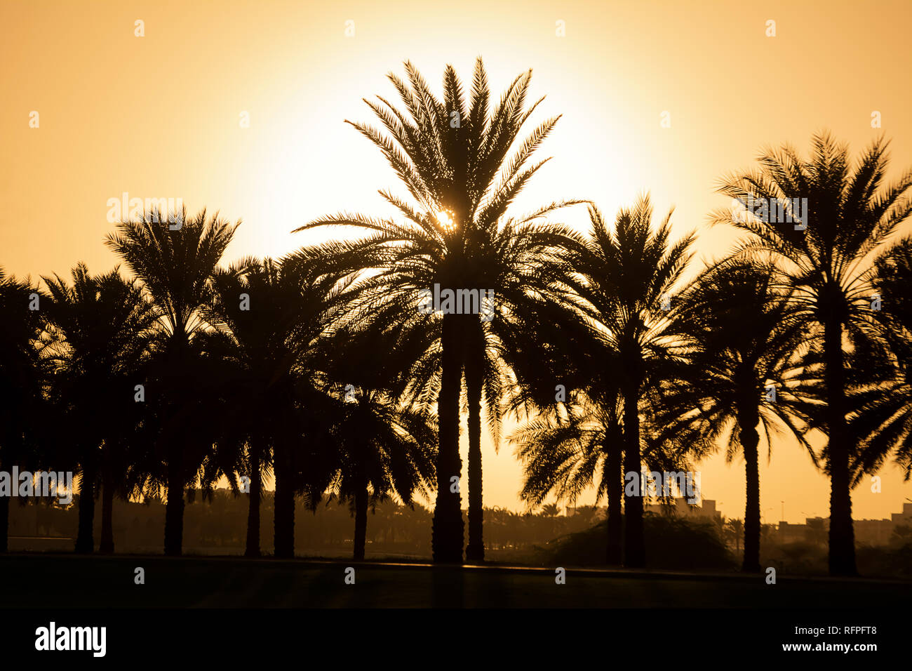 Silhouette di un gruppo di palme in un tramonto incredibile Stock Photo