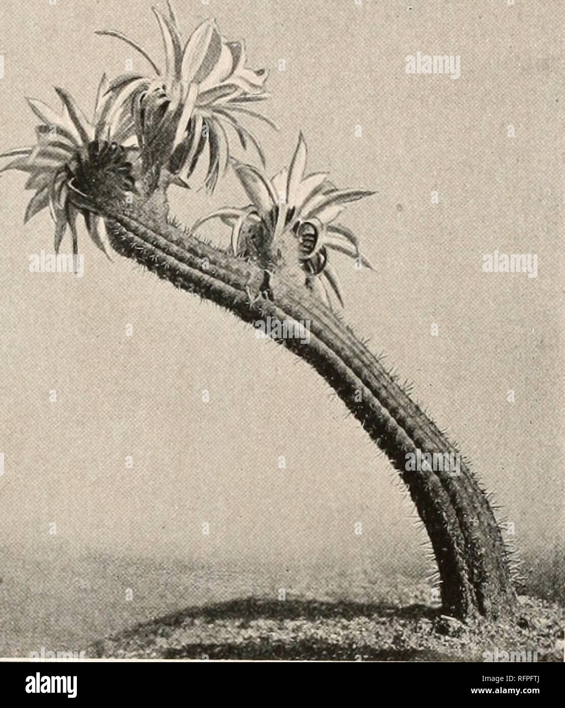 . Carnegie Institution of Washington publication. TRICHOCEREUS. This species has heretofore been unknown to us, but fine specimens, both living and for the herbarium, were obtained by J. A. Shafer at Tapia, Tucuman, near the type locality, February 9, 1917 (No. 98). Illustration: Schumann, Gesamtb. Kakteen f. 14, as Cereus thelegonus. Figure 188 is from a photograph of a flowering branch in the garden of Dr. Spegazzini at La Plata, Argentina; fig- ure 189 is from a photograph of the wild plant taken by Dr. Shafer in 1917 at Tapia, Argentina. 2. Trichocereus thelegonoides (Spegazzini). Cereus t Stock Photo