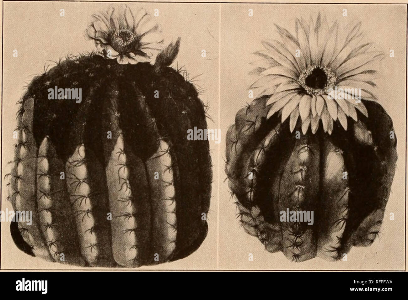 . Carnegie Institution of Washington publication. MALACOCARPUS. 195 We know this species from description and illustration only. Illustration: Martius, Fl. Bras. 42: pi. 50, f. 2, as Echinocactus muricatus. Figure 207 is copied from the illustration above cited. 13. Malacocarpus linkii (Lehmann). Cactus linkii Lehmann, Ind. Sem. Hamburg 16. 1827. Echinocactus linkii Pfeiffer, Enum. Cact. 48. 1837. Oval to short-eylindric, 7 to 15 cm. high; ribs 13, obtuse; areoles somewhat sunken into the ribs, 8 mm. apart; spines weak, spreading; radial spines 10 to 12, white with brownish tips; central spine Stock Photo