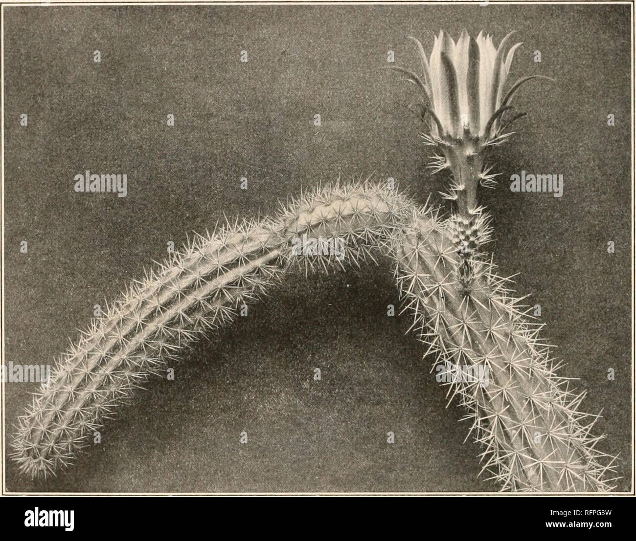 . Carnegie Institution of Washington publication. 120 Till' CACTACRAE. 5. Nyctocereus oaxacensis sp. nov. Stems branching, slender, 2 to 3 cm. in diameter; ribs 7 to 10, rather low; areoles 10 mm apart; radial spines S to 12, 4 to 15 mm. long, slender, brownish; centrals 3 to 5; flowers 8 to 10 cm. long, &quot;whitish inside, dirty purplish or reddish outside&quot;; perianth-segments linear to oblong, rounded at apex; stamens'not extending nearly as far as the perianth-segments; ovary densely covered with brownish bristly spines. Collected by E- W. Nelson about Lagunas, Oaxaca, Mexico, altitud Stock Photo
