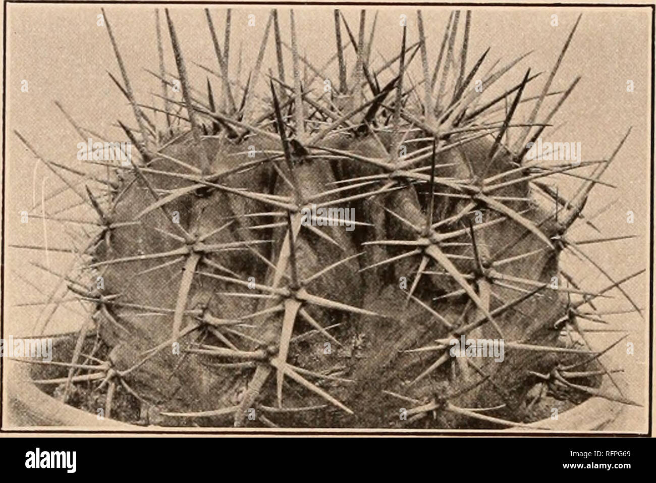 . Carnegie Institution of Washington publication. 172 THE CACTACEAE. Type locality: Mexico. Distribution: Eastern Mexico. Unfortunately, the type of the genus Echinocactus is now known only from the early descriptions and a single illustration. It seems to be quite distinct from the other species of the genus. The large giant cacti are very common in eastern Mexico, but it will require some very careful field work to disentangle the species. Illustration: Link and Otto, Verh. Ver. Beford. Gartenb. 3: pi. 14, as Melocactus plat y acanthus.. Fig. it -Echinocactus palmeri. 6. Echinocactus palmeri Stock Photo