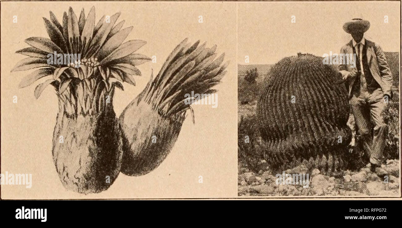 . Carnegie Institution of Washington publication. ECHINOCACTUS. 169 Type locality: Mexico. Distribution: Mexico. We refer here the plant collected at Ixmiquilpan by Dr. Rose in 1905 but we have seen no authentic material. The original description is based upon small juvenile plants but, according to Karwinsky, it is a very large plant fully 2 meters high. Pfeiffer's illustration of the flower, doubtless of the type, indicates that it is a true Echinocactus, but the narrow, entire, obtuse perianth-segments are very unlike those of any species we know. Schumann has referred here numerous names a Stock Photo