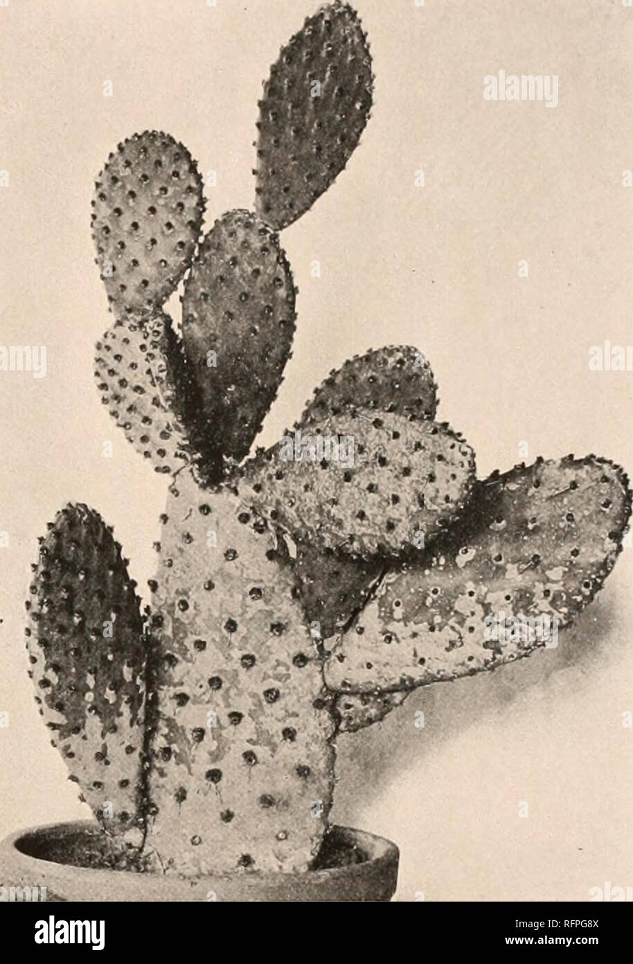 . Carnegie Institution of Washington publication. . FIG. 150.—Opuntia microdasys. FIG. 151.—Opuntia, probable hybrid. Cactus linkii and C. ottonis, both credited to Mexico, are known only from SouthAmerica. If this Opuntia really came originally from Brazil, it might very well be the same as Opuntia inamocna. As shown above (p. 116), Opuntia pubcrula is referred to 0. dccumbcns. The 0. puberula of our gardens, however, is quite a different plant, and in all probability is of hybrid origin. It is almost identical with a hybrid between 0. microdasys and 0. cantabrigiensis which Dr. Rose collecte Stock Photo