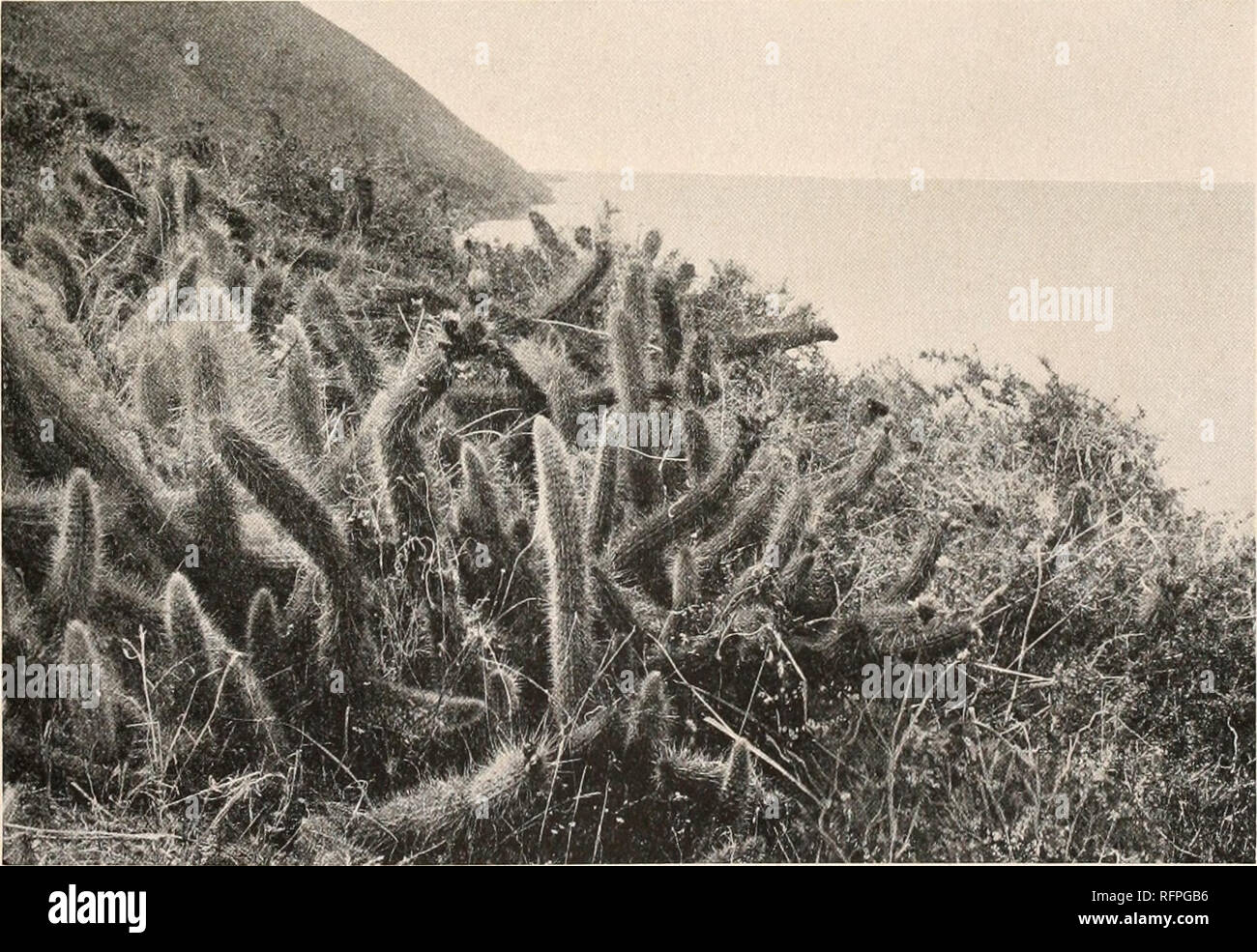 . Carnegie Institution of Washington publication. BERGEROCACTUS. 107 Underground stems slender, spineless, branching near the surface of the ground; branches some- what clavate, becoming bronzed, 6-ribbed; spines all black at base, brown at tip; radial spines about 6, acicular, central spine solitary, porrect, slender; flowers probably purplish, 5 to 6 cm. long, with a rather broad throat; fruit fleshy, spiny; seeds not known. Type locality: Near Aranas, Santiago, Chile. Distribution: High mountains of Chile, near Santiago. This species has been described under four specific names, and has bee Stock Photo