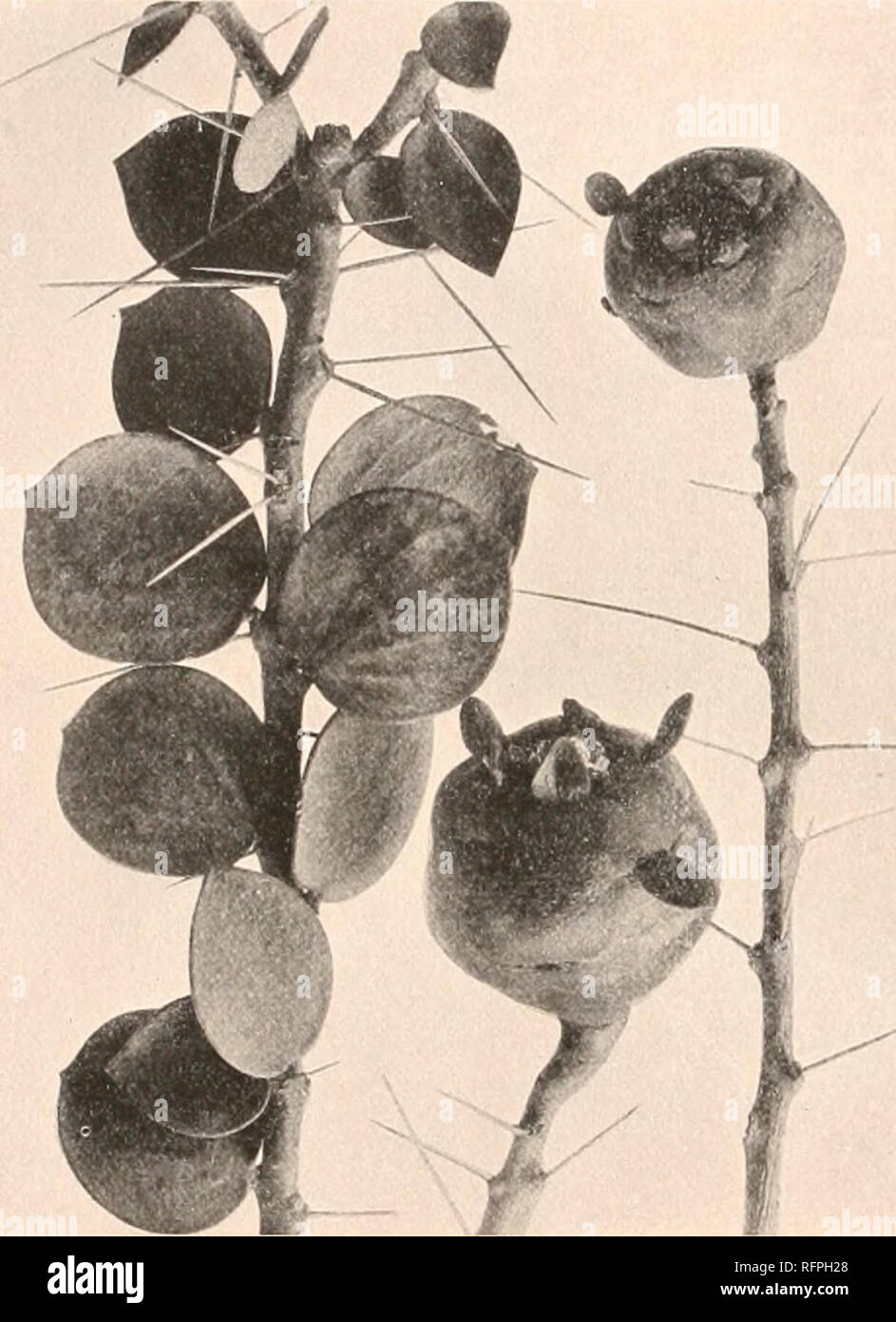 . Carnegie Institution of Washington publication. 12 THE CACTACEAE. cherry-brown, smooth; spines in the axils of the leaves usually solitary, sometimes in threes, long and slender, 3 to 4 cm., rarely 16 cm. long; leaves thickish, oblong to orbicular, 4 to 8 cm. long, rounded or somewhat narrowed at base, mucronately tipped; flowers solitary, near the tops of the branches, short-peduncled; ovary covered with leafy scales; flowers 4 to 5 cm. broad; petals entire, orange- colored; stamens numerous; fruit globular, 4 to 5 cm. in diameter, fleshy, glabrous, bearing small, scattered leaves, these na Stock Photo