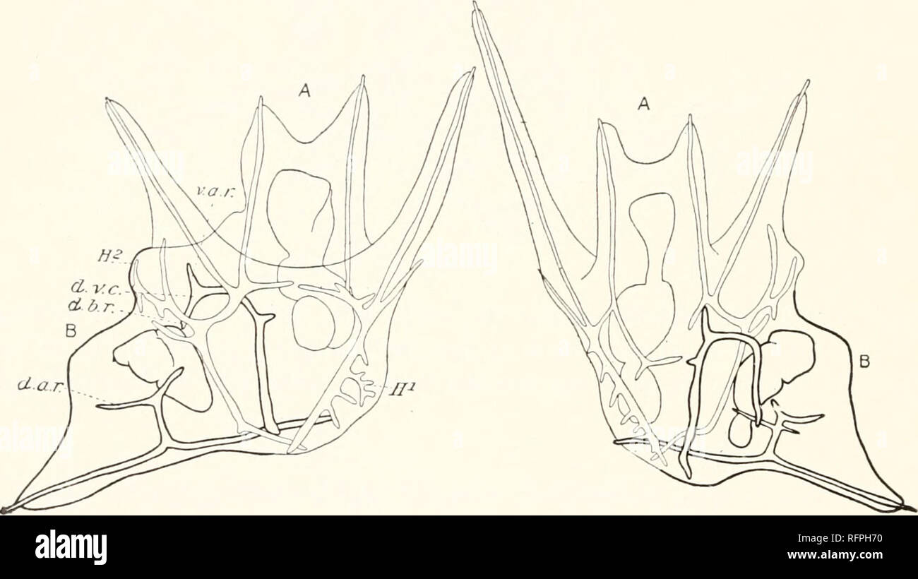 . Carnegie Institution of Washington publication. no Papers from the Marine Biological Laboratory at Tortugas. It is well known that in the development of the skeleton the mesenchyme cells differentiate two triradiate spicules, one on each side of the body. The bars of the triradiate spicules develop unequally. The ventral body rod, the ventral arm rod, and the dorso-ventral connective are formed from the outgrowth of the original three bars. Subsequently the dorsal body rod and the dorsal arm rod are differentiated, and finally the aboral branches of the ventral body rods. In the two examples Stock Photo