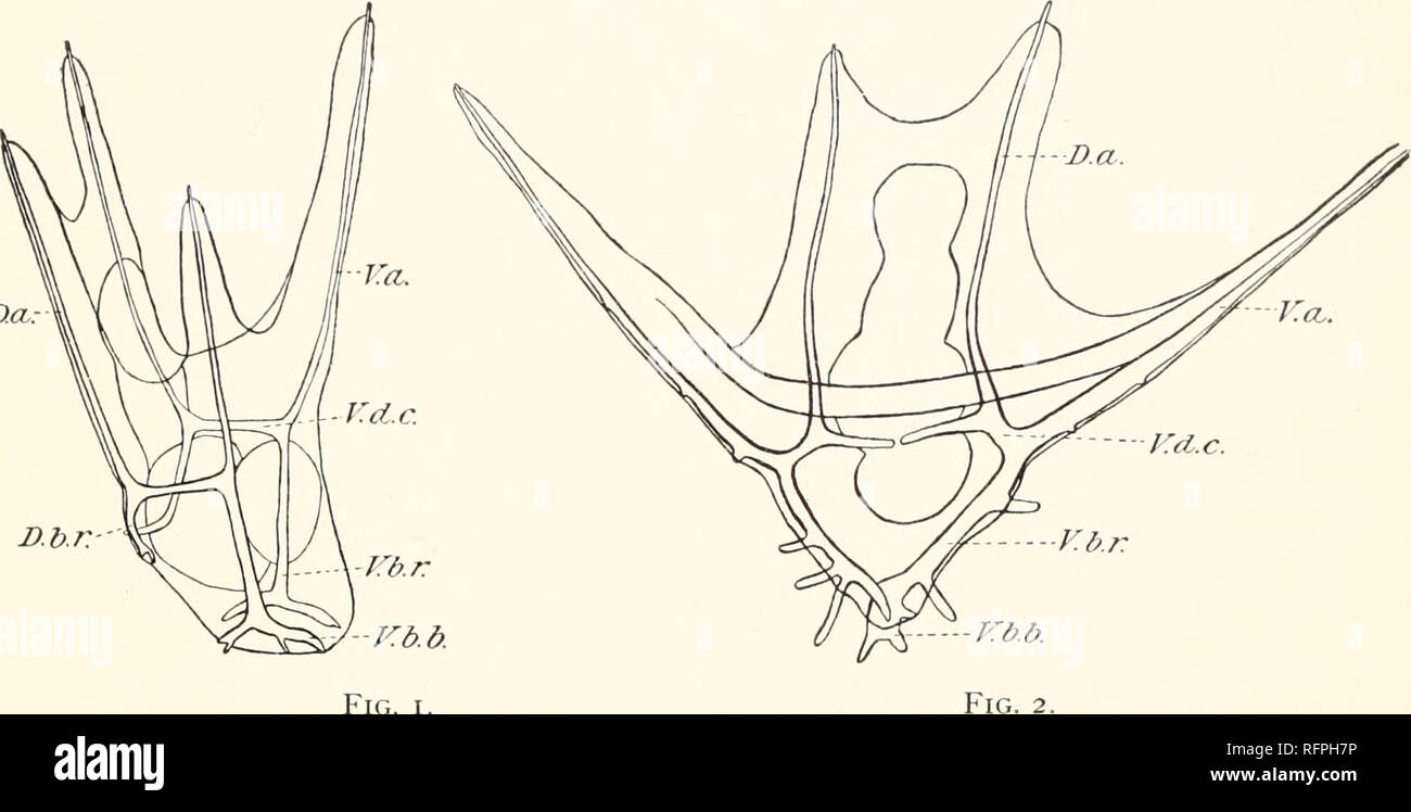 . Carnegie Institution of Washington publication. Experimentally Fused Larvce of Echitioderms, etc. 107 this process. This paper will deal with the consideration of the changes in the skeletal structures in fusing larvae. SINGLE PLUTEUS LARVA. Except where specifically mentioned to the contrary the drawings were made with the camera lucida and drawn to the same scale. Figure i is a lateral view of a single larva fully devloped. The figure represents the Da. D.b.K- Fig. I. larva somewhat foreshortened, but with all of the parts, particularly the skeletal structures, outlined. Within the body of Stock Photo