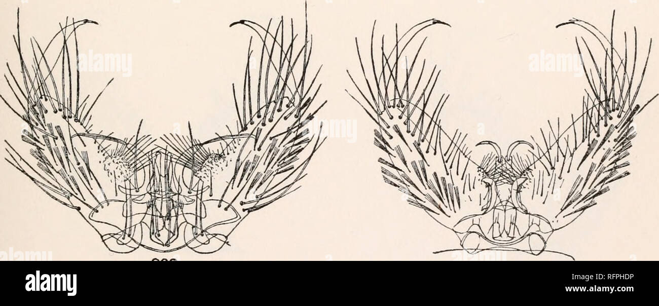 . Carnegie Institution of Washington publication. 211 212. 209 210 MALE GENITALIA. 207. Aedes triseriatus Say. 208. Aedes dupreei Coquillett. 209. Aedes varipalpus Coquillett. 210. Aedes atropalpus Coquillett. 211. Aedes sollicitans Walker. 212. Aedes mitchellse Dyar.. Please note that these images are extracted from scanned page images that may have been digitally enhanced for readability - coloration and appearance of these illustrations may not perfectly resemble the original work.. Carnegie Institution of Washington. Washington, Carnegie Institution of Washington Stock Photo