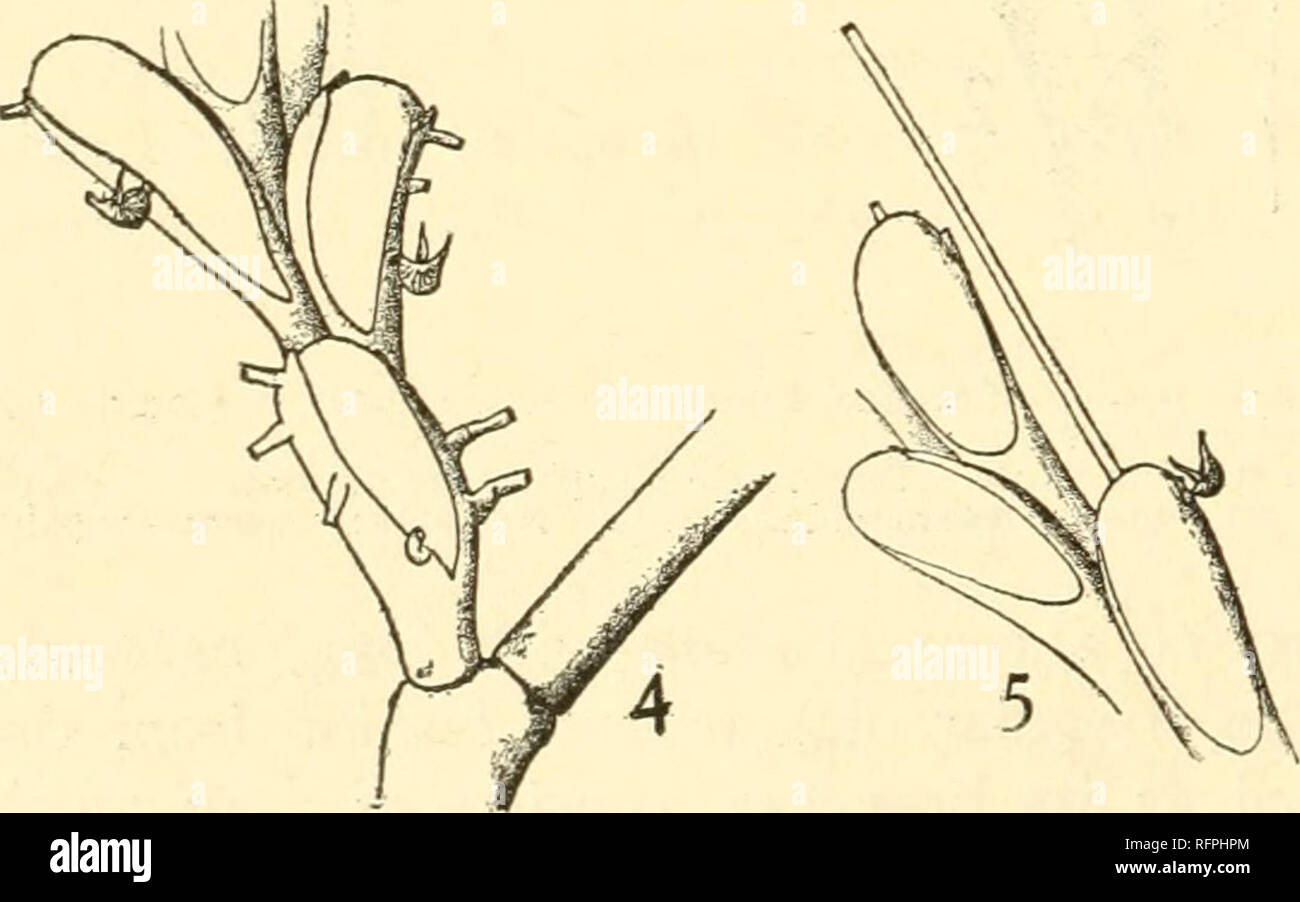 . Carnegie Institution of Washington publication. 188 Papers from the Marine Biological Laboratory at Tortugas. between the Bugula and Stirparia types of stems. From the lower stem zooecia arise numerous, strong, radical fibers. The ordinary zooecia, which are arranged biserially, are long and slender and expand but little toward the tip; the frontal aperture extends almost to the base and faces somewhat toward the axis of the branch; a strong spine is situated at the distal outer edge; near the distal end, at the point where the outer wall curves farthest over the frontal area, is situated a  Stock Photo