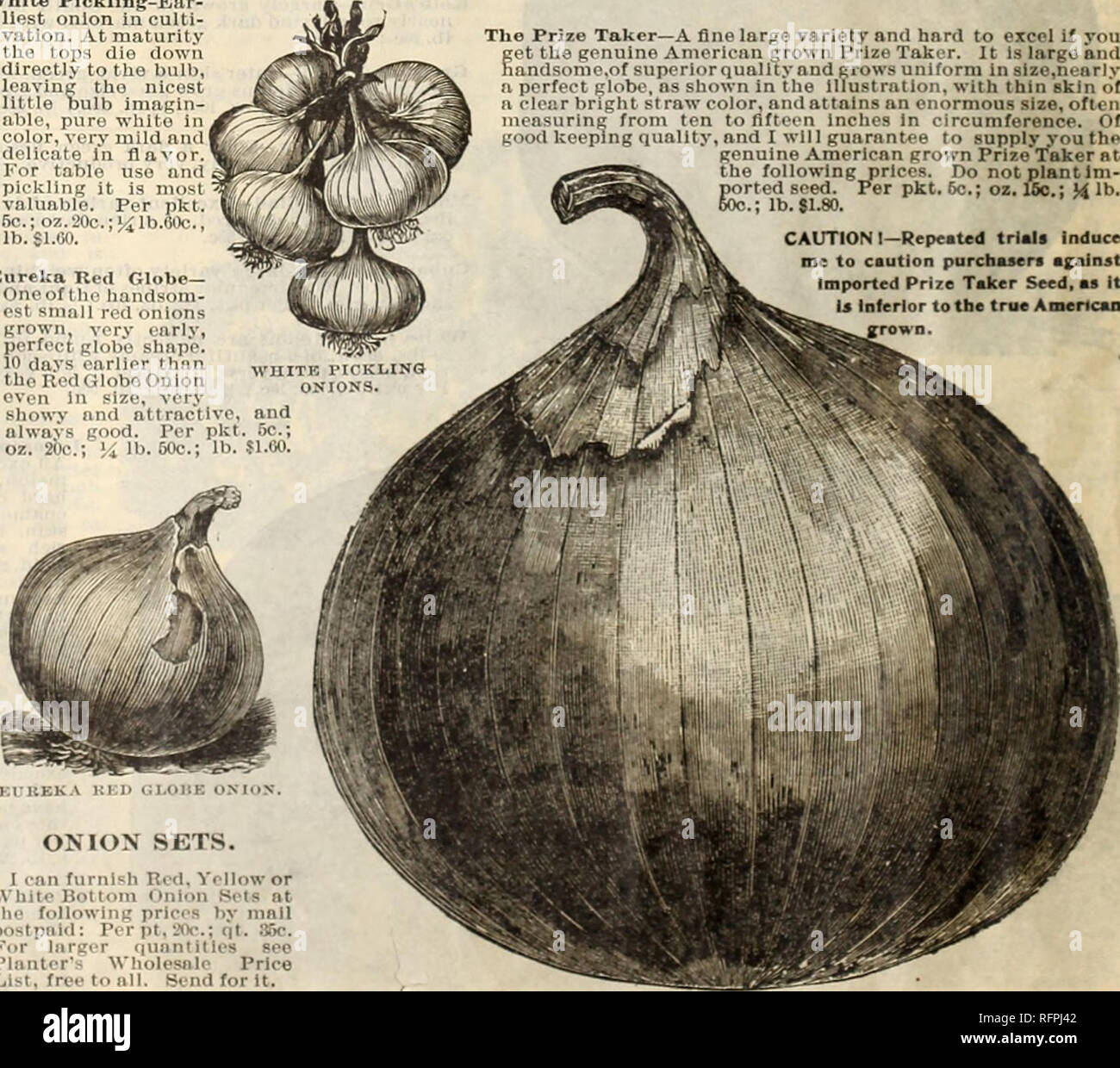 . Mills' garden annual. Nurseries (Horticulture) New York (State) Catalogs; Vegetables Seeds Catalogs; Flowers Seeds Catalogs; Nurseries (Horticulture); Vegetables; Flowers. Mammoth Red Pompeiiâ ThismagniCcent mam- moth onion originated in Italy. It is very fine qual- ity, and has produced onious weighing '2lA to 3 lbs. from tho black seed tho first year. Notwithstanding their enormous size their thapc is always round ana symmetrical, as shown by tho beautiful engraving. Their skin is very thick and delicate in appearance, â n-l It Is a beautiful reddish brown In color. Flesh is pure, white, v Stock Photo
