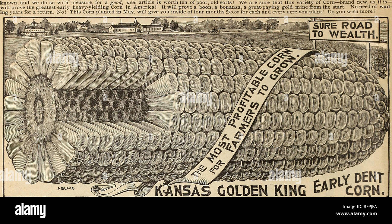 . Key to profit in the garden. Vegetables Seeds Catalogs; Flowers Seeds Catalogs; Gardening Equipment and supplies Catalogs; Commercial catalogs Pennsylvania Philadelphia; Vegetables; Flowers; Gardening; Commercial catalogs. KANSAS GOLDEN KING EARLY DENT GORN. When we have a really good new article—an article that stands as did King Saul of old, head and shoulders above his compeers—we like to make the fact. CPRM This glorious Corn combines more solid merit than any Corn ever cata- logued, being suitable for all climates and soils, and yet grows large ears and matures early. The ear grows larg Stock Photo