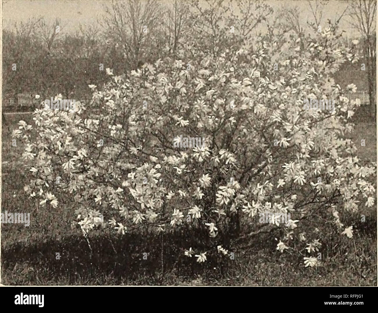 Ornamental Trees Plants Shrubs Vines Etc Fruit Trees