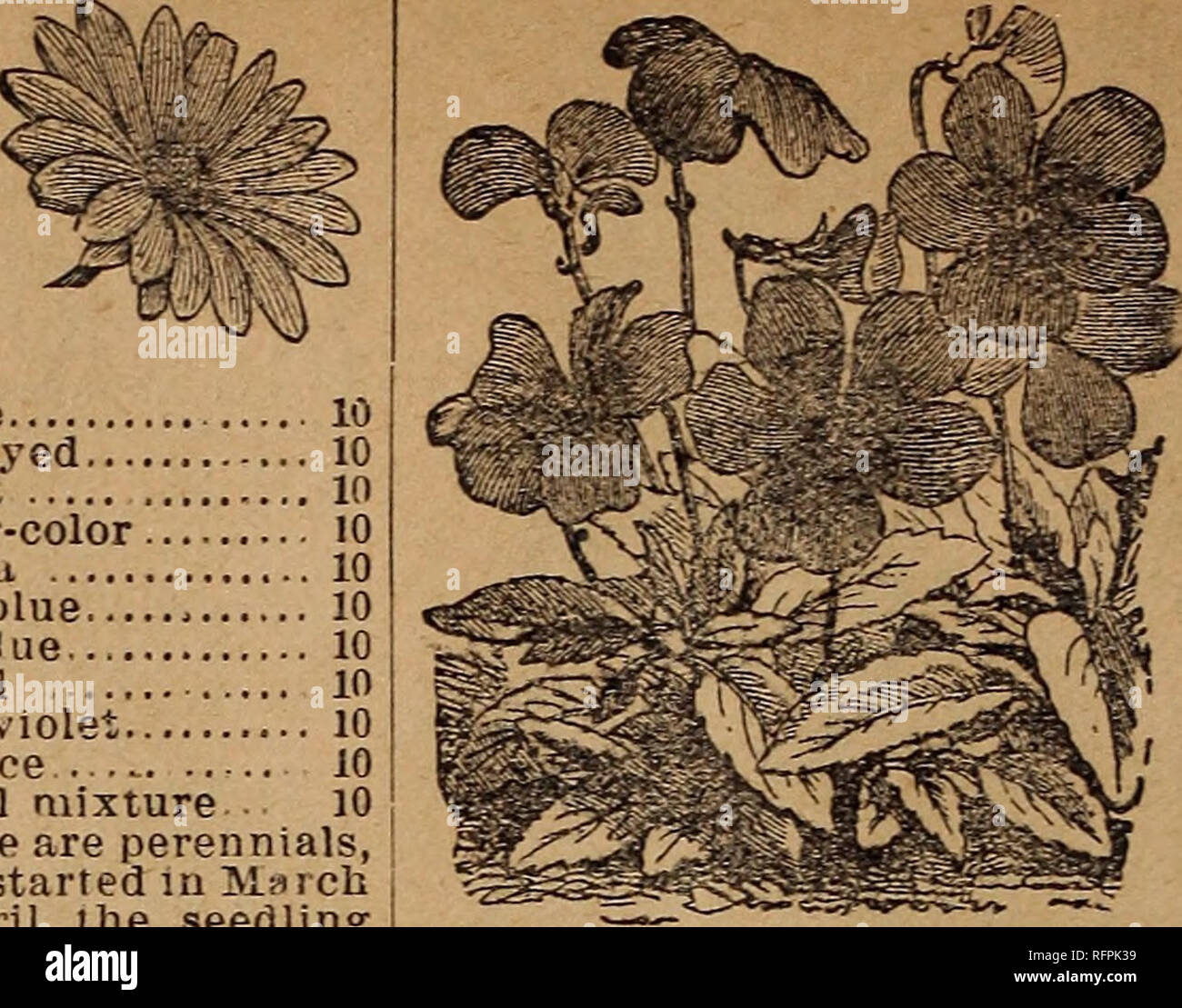 . Park's floral guide, 1896. Nursery stock Pennsylvania Catalogs; Flowers Seeds Catalogs. Vetiiditimfuffas, perennial, Cape of GoodHope 5 A very snowy, trailing com- posite, bearing masse* of golden .yellow flowers. Sow early, and set plant* 10 inches apart This plant is a half hardy perennial and likes a warm, sunny border. In sueh a situation it becomes a sheet of golden bloom, and is gor- geous. My patrons in the South should noi fail to try til is dower Verbena hybrida (Hybrids), white Dark-eyed Sca.net Coppgr-color Luteu Dark blue Pure blue Striped Daik violet Defiance ... .. Special mixt Stock Photo