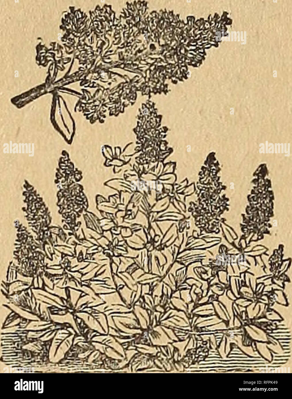 Nebraska Seed Co S Annual Catalogue Reliable Garden And Farm Seeds Nurseries Horticulture Nebraska Catalogs Flowers Catalogs Vegetables Catalogs Nurseries Horticulture Flowers Vegetables 66 Lavatera Hose And White Mixed 3feet 5c Lychnis