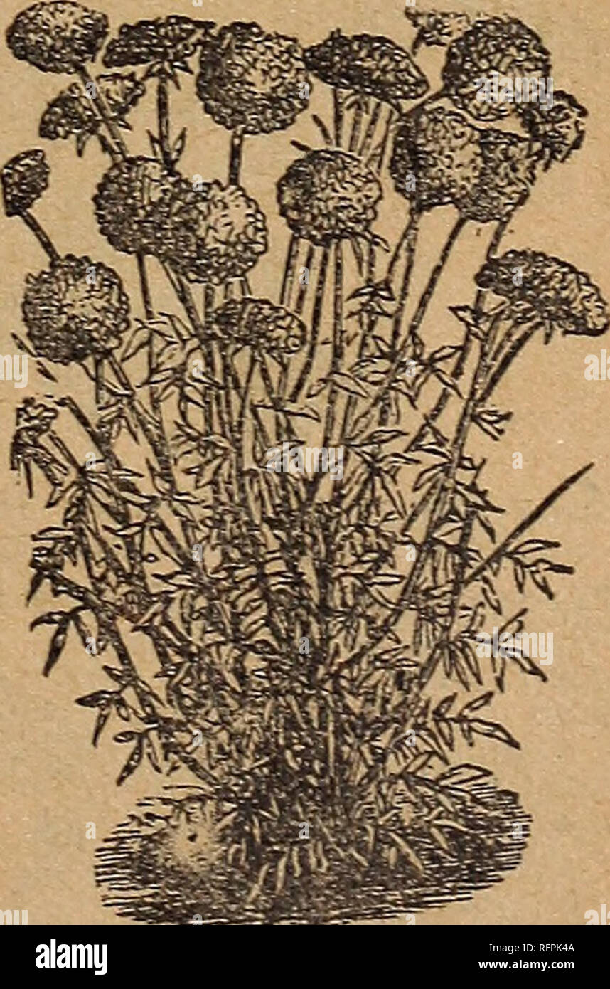 . Park's floral guide, 1896. Nursery stock Pennsylvania Catalogs; Flowers Seeds Catalogs. Purpurea 5 Carminea 5 Bosea ........... 5 Sulphurea „. 5 Violacea— 5 Gold-veined .. 5 Special mixture 5 Beautiful annu- als from Chili, in- troduced in 1824. Two feet high. Flo.vers shaped like a Petunia, richly pencilled, borne continuous- ly. My strain of this grand flower is unsurpassed, and the mixture con- tains all the colors. I VEIF I Pu. pie i Blood red 5 j Pure white * 6 Rosy white 5 Lilac 5 Black purple 5 With white 5 Cherry and white 5 White and lilac 5 Golden Yellow 10 All kinds mixed 5 Double Stock Photo