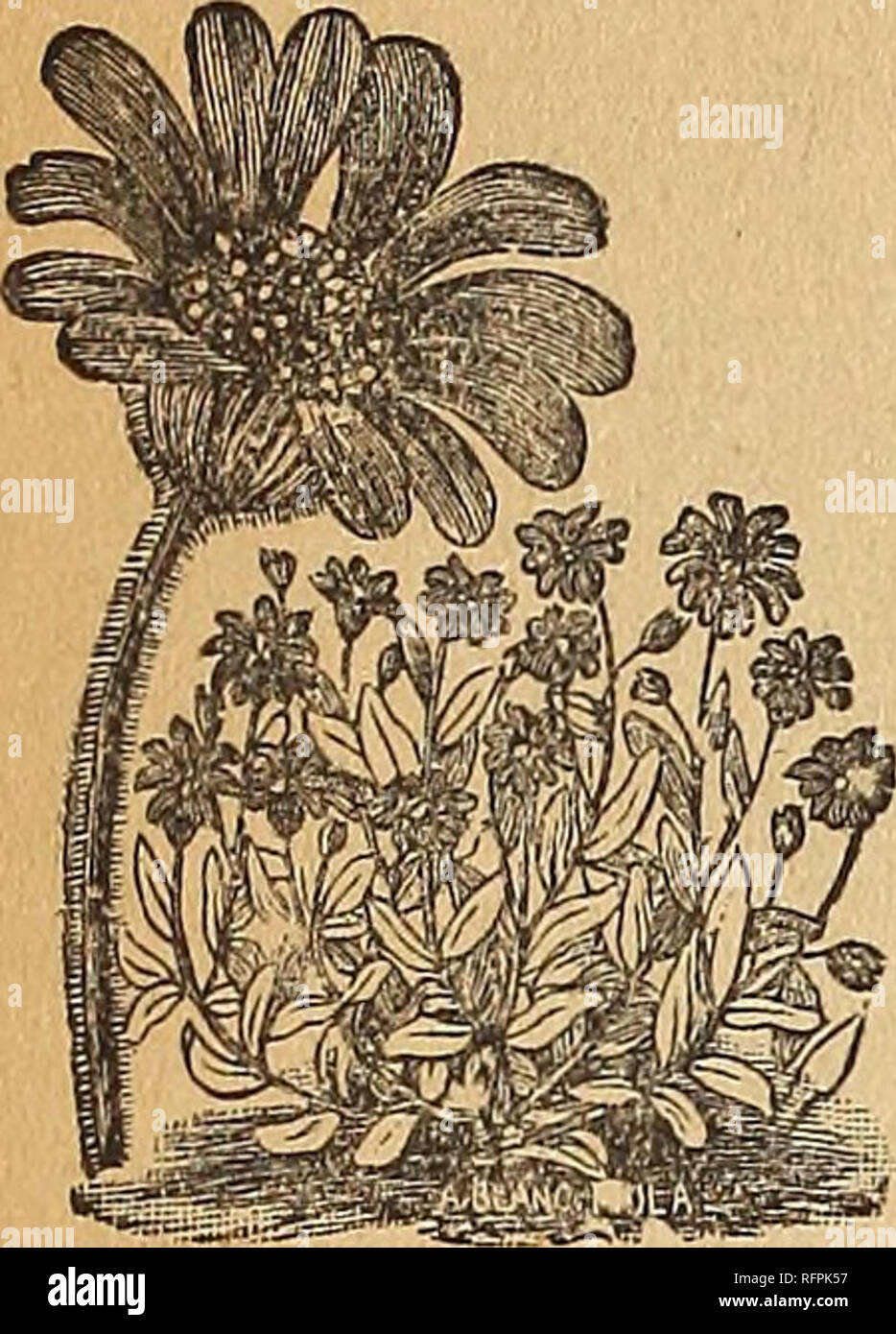 Nebraska Seed Co S Annual Catalogue Reliable Garden And Farm Seeds Nurseries Horticulture Nebraska Catalogs Flowers Catalogs Vegetables Catalogs Nurseries Horticulture Flowers Vegetables 48 The Nebraska Seed Co Omaha Neb K