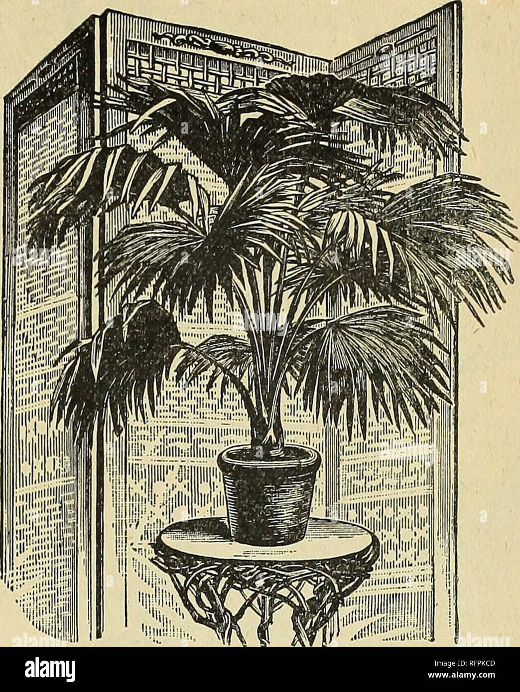. The Geo H. Mellen Co. Innisfallen Greenhouses. Nurseries (Horticulture) Ohio Urbana Catalogs; Plants, Ornamental Catalogs; Flowers Seeds Catalogs; Roses Catalogs; Fruit Catalogs; Nurseries (Horticulture); Plants, Ornamental; Flowers; Roses; Fruit. Pandanus Utilis. Pandanus Utilis—For majesty of form and gracefully ar- ranged foliage this is without a peer, while its vigorous con- stitution enables it to stand more neglect, without serious in- jury, than almost any other plant we know of. As an orna- ment for the window its glossy, dark green, serrated foliage renders it unusually attractive, Stock Photo