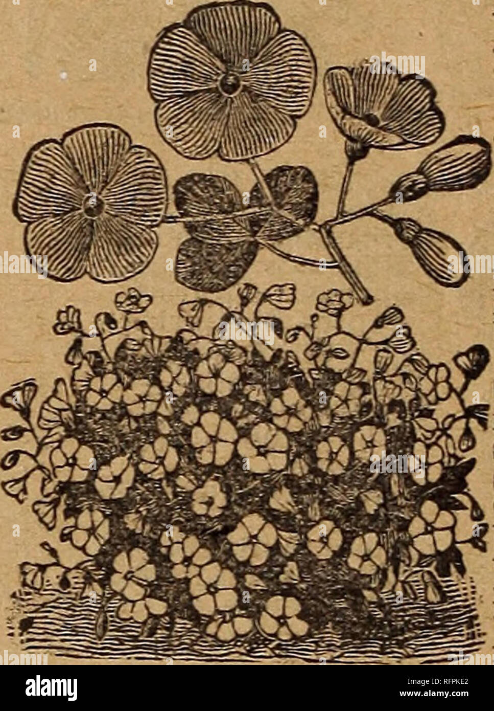 . Park's floral guide, 1896. Nursery stock Pennsylvania Catalogs; Flowers Seeds Catalogs. CE. LA MAKC.KLIA.es A. sown seeds. CE. Missourien- sis, shown in engraving, is a fine herbaceous plant, prostrate in habit and bear- ing rich, clear,golden yellow flowers from four to five ce, MTssoTTKTEsrsis. inches across. It is a valuable border plant, as it covers the ground with a sheet of golden color. Oxalis (&quot;Wood Sorrel), mostly from Cape of G. Hope. Floribunda, rose.... 5 Alba, white 5 Rosea, see eng...... 5 Alba, white 5 Delicata 5 Sensitiva 5 rropceoloides 5 All kinds mixed.... 5 Valuable Stock Photo