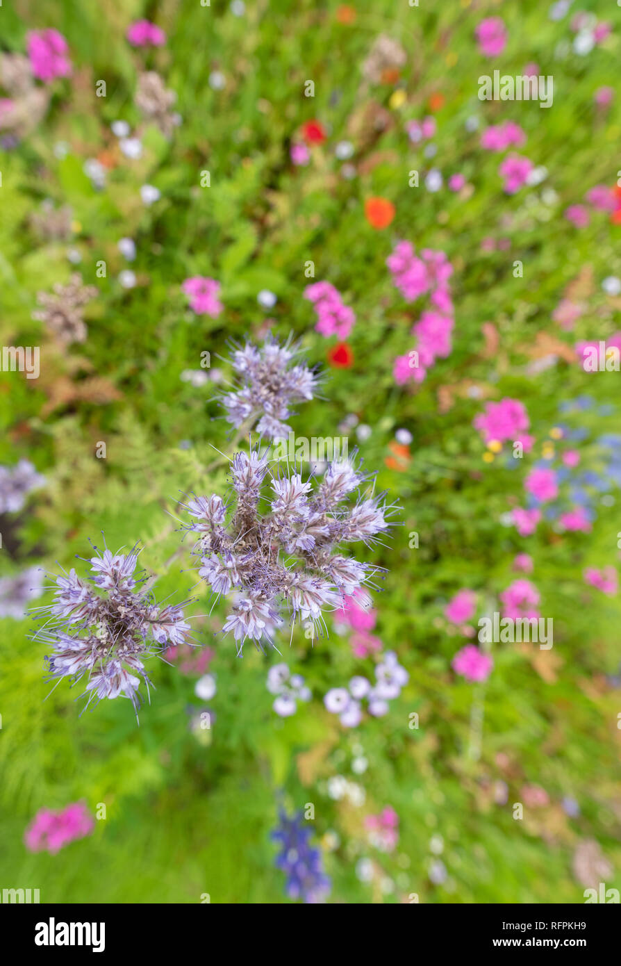 New zealand wildflowers hires stock photography and images Alamy