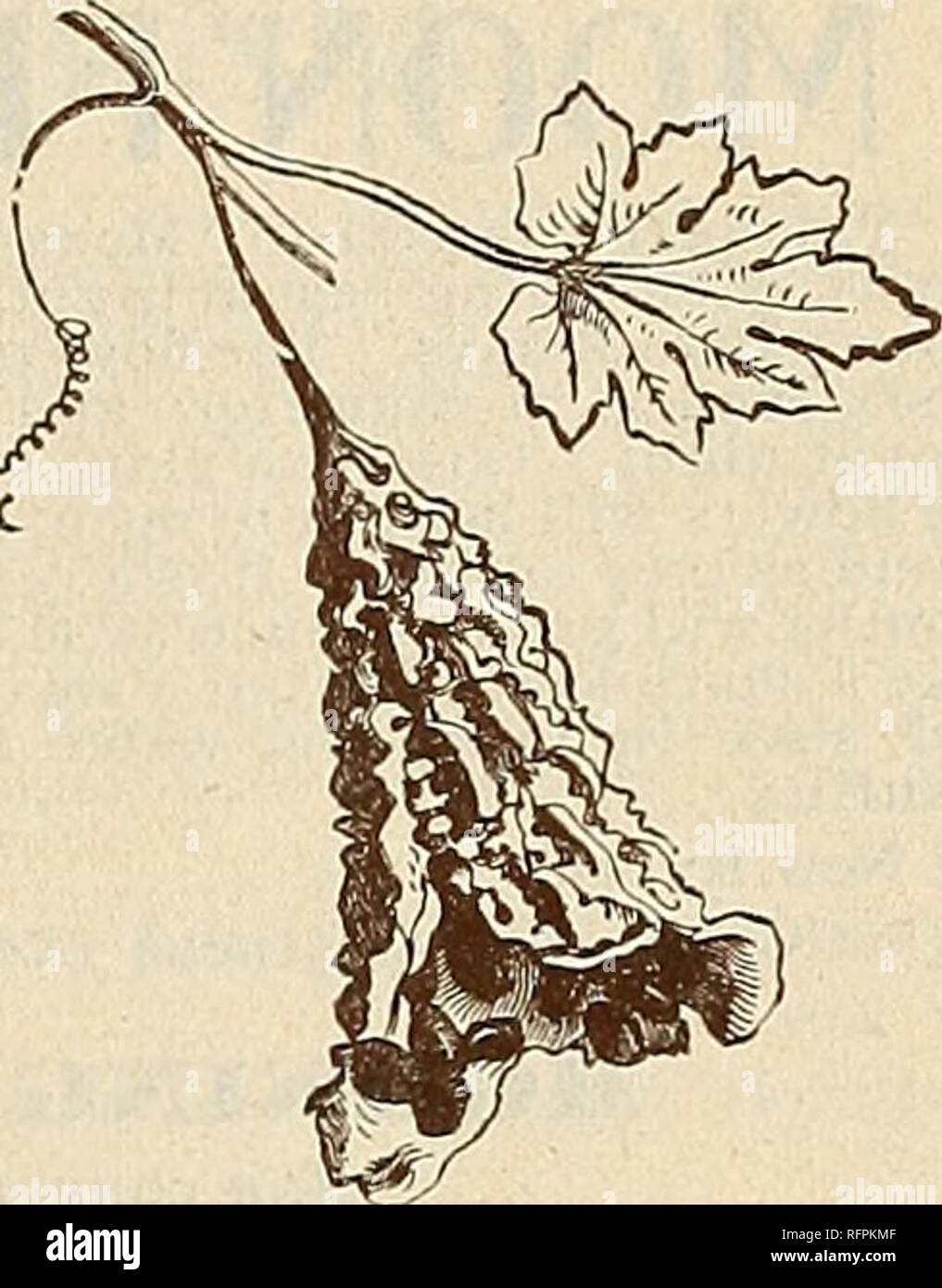 Mccullough S Seed Catalogue And Amateur S Guide 1896 Vegetables Seeds Catalogs Flowers Catalogs Fruit Trees Seedlings Catalogs Agricultural Implements Catalogs Commercial Catalogs Ohio Cincinnati Vegetables Flowers Fruit Trees Agricultural