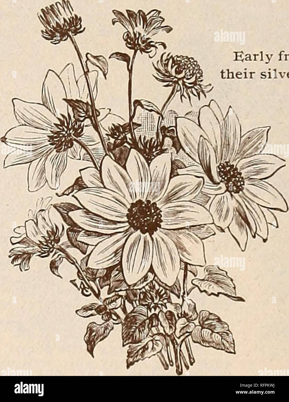. McCullough's seed catalogue and amateur's guide 1896. Vegetables Seeds Catalogs; Flowers Catalogs; Fruit trees Seedlings Catalogs; Agricultural implements Catalogs; Commercial catalogs Ohio Cincinnati; Vegetables; Flowers; Fruit trees; Agricultural implements; Commercial catalogs. Hibiscus Africanus. Grasses, Ornamental. When carefully dried, they are useful in making up winter bouquets. Cut when in full bloom, and before the flowers get too old ; tie in small bunches and hang up in a dry, dark place, with their heads downward. PER PKT. 237 Briza Maxima i Large Quaking Grass ). A beau- tiful Stock Photo